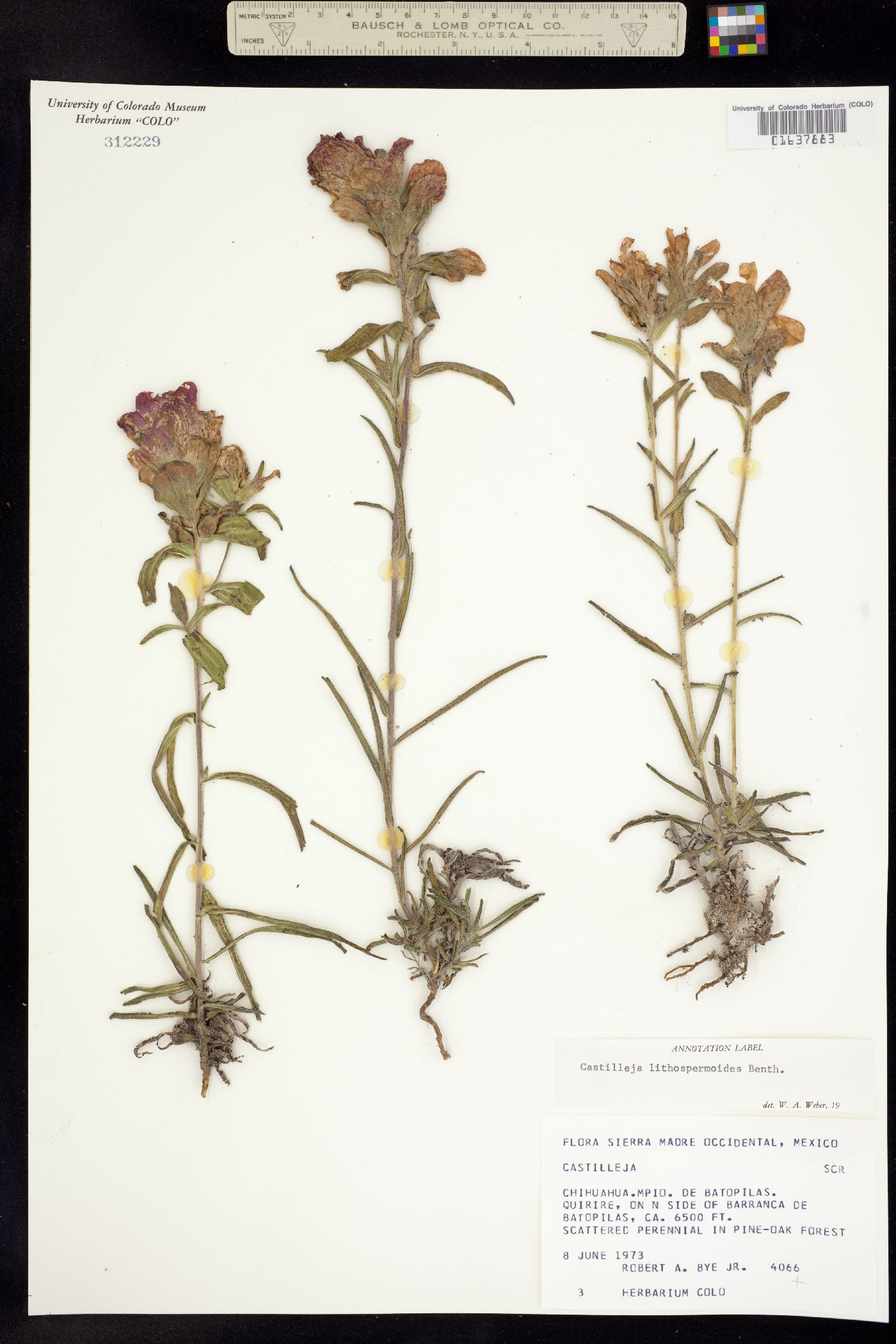 Castilleja lithospermoides image