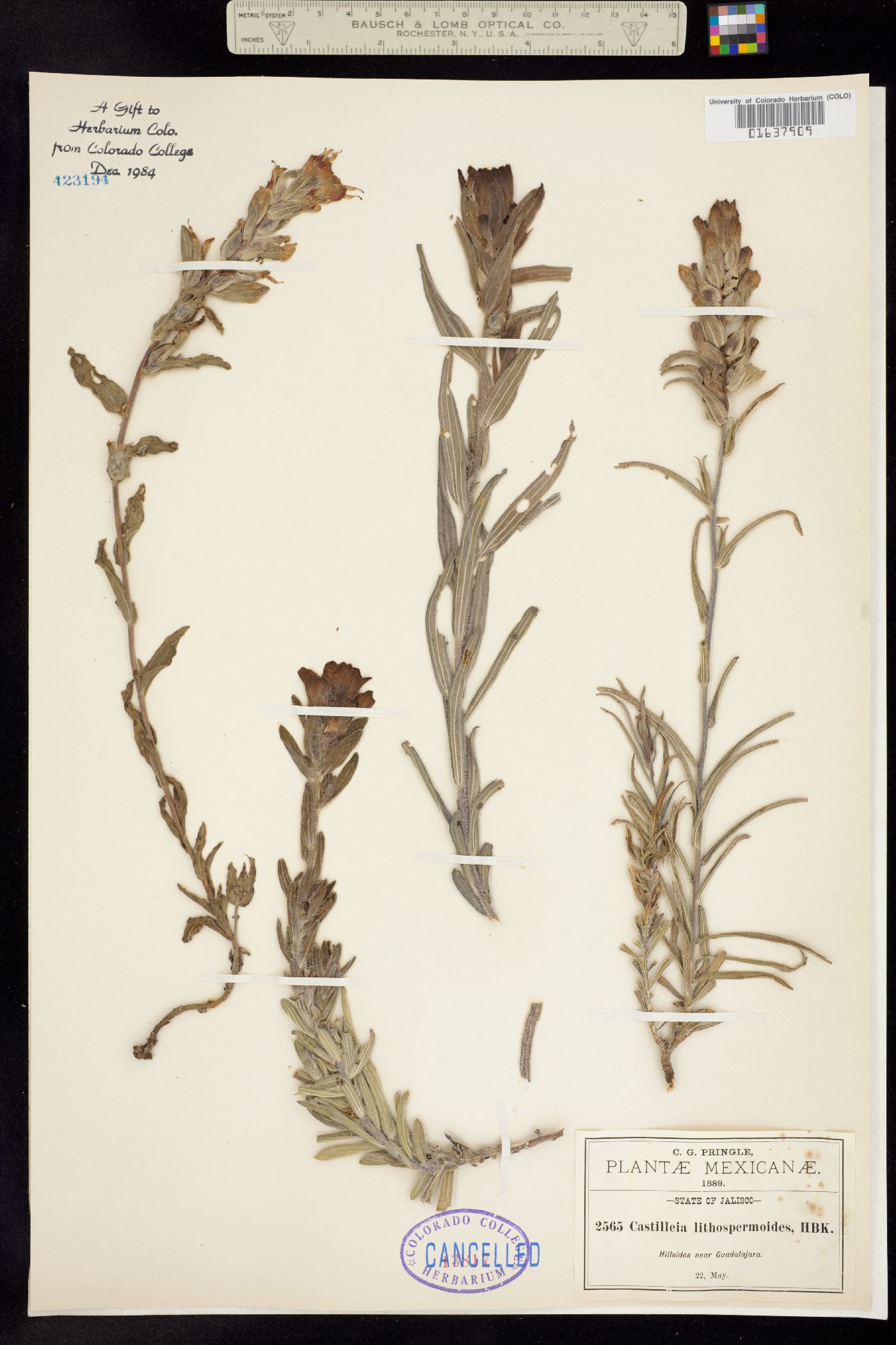 Castilleja lithospermoides image