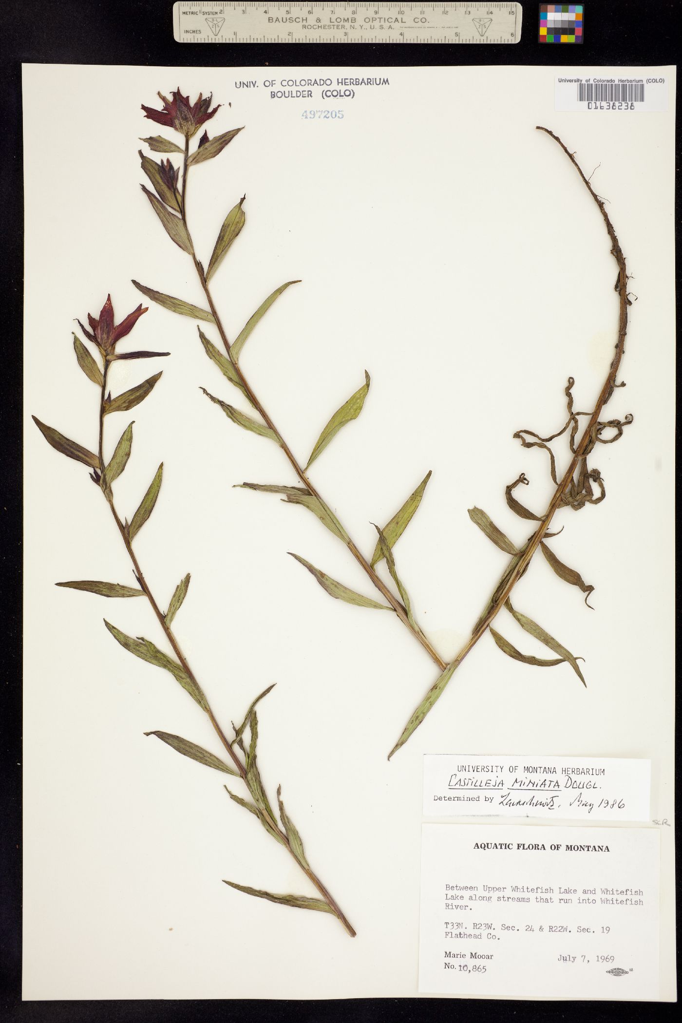 Castilleja miniata image