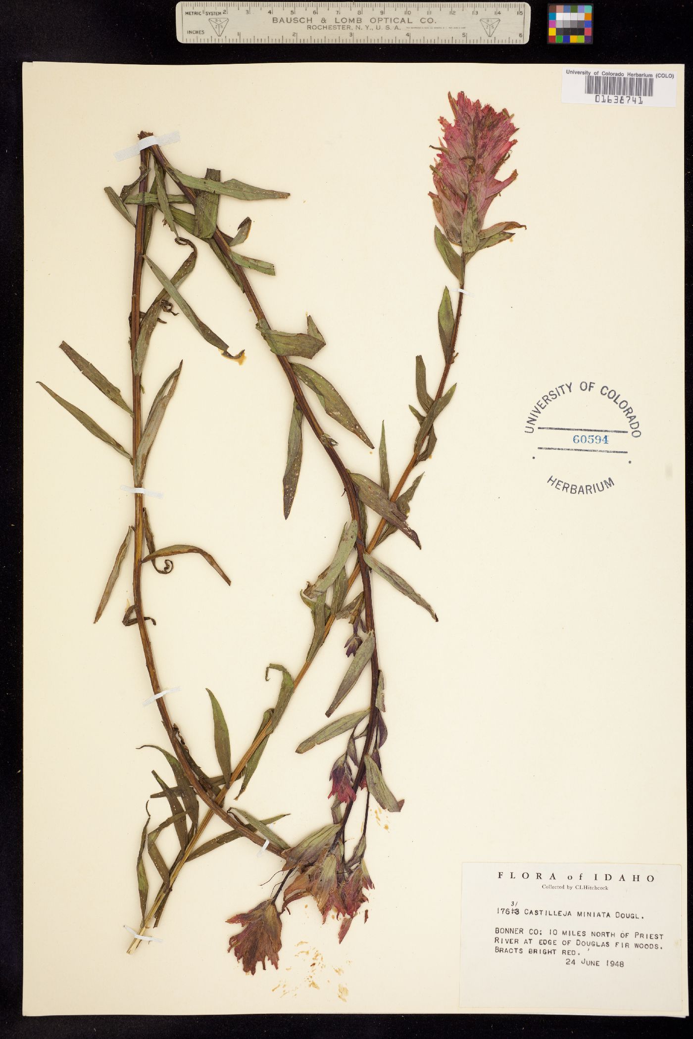 Castilleja miniata image