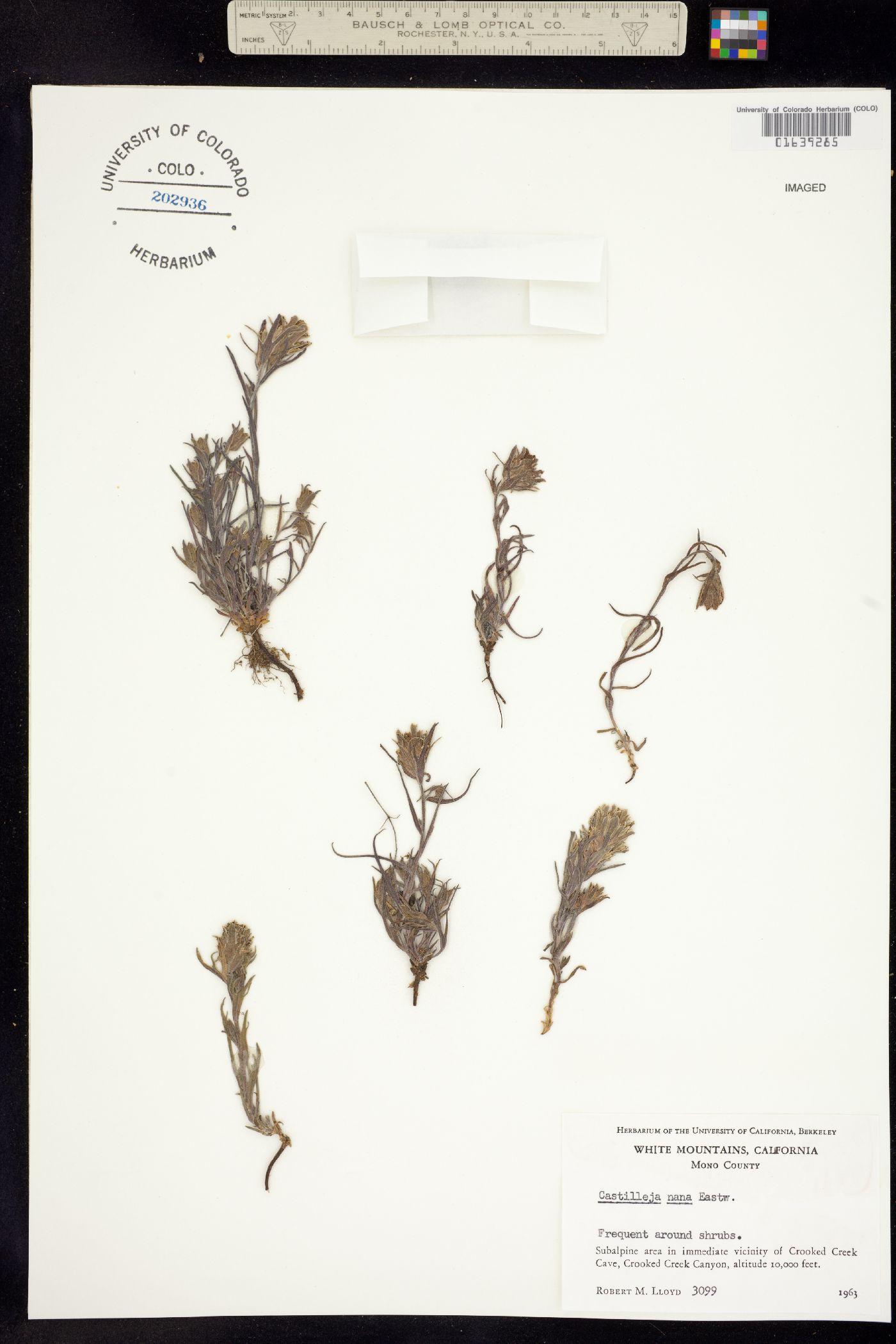 Castilleja nana image