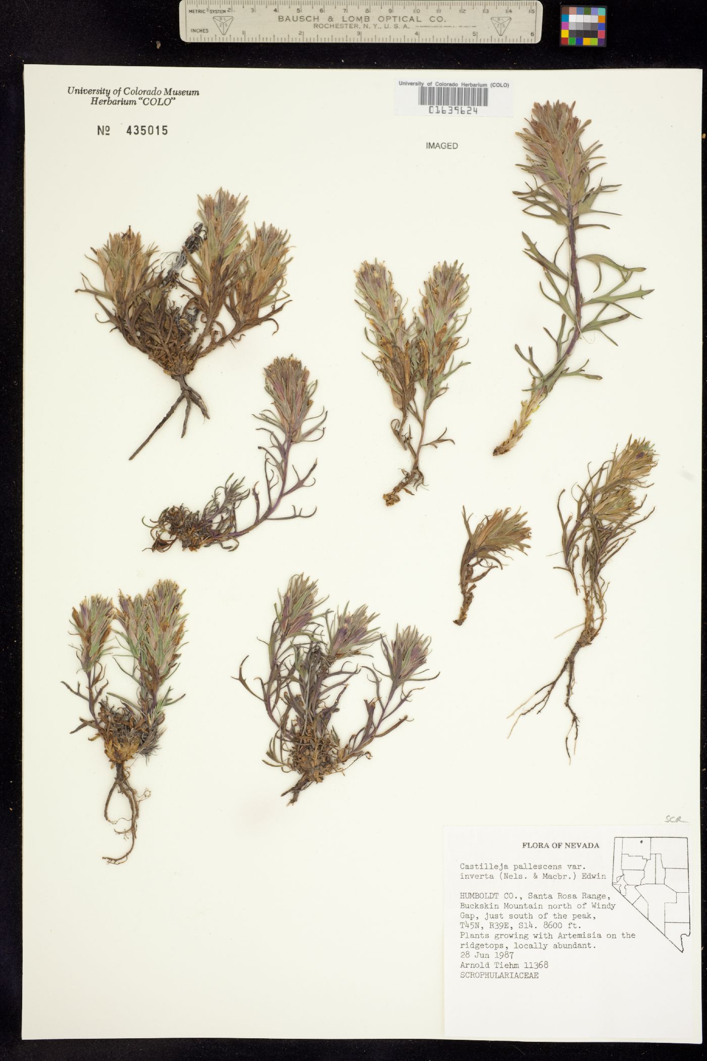 Castilleja pallescens image
