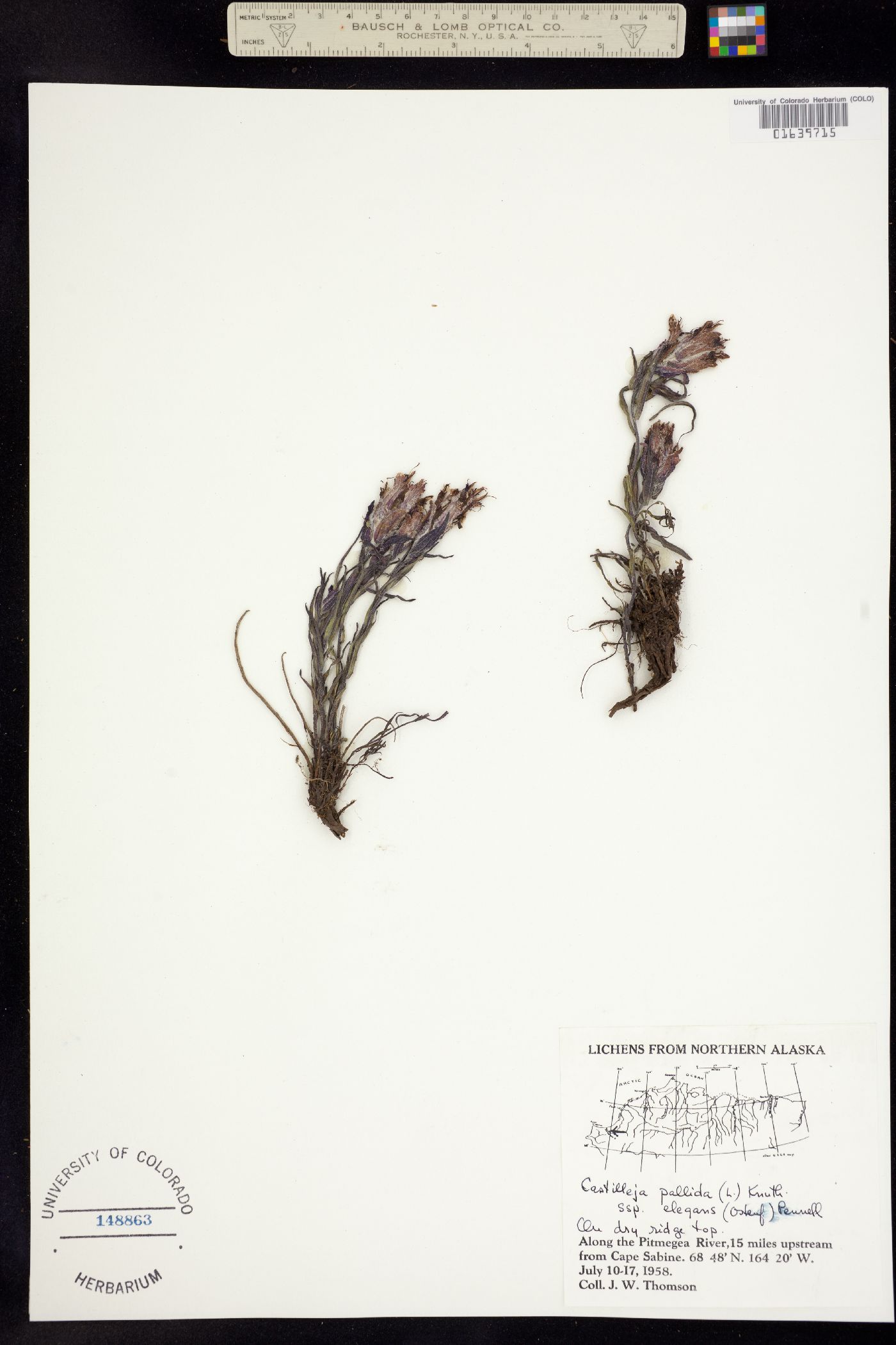 Castilleja pallida image