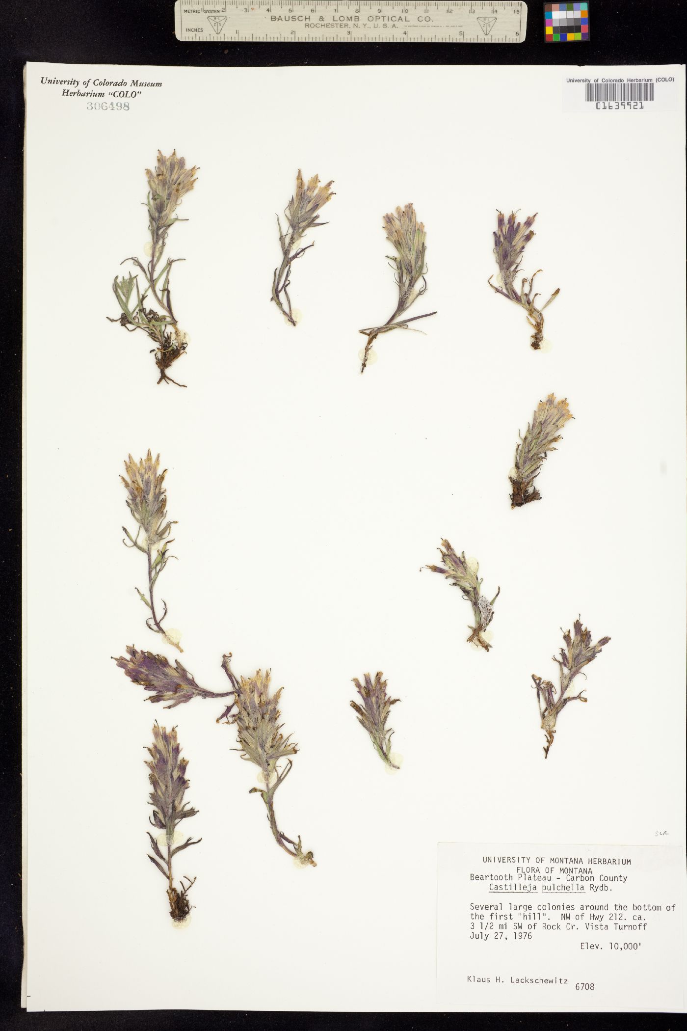 Castilleja pulchella image