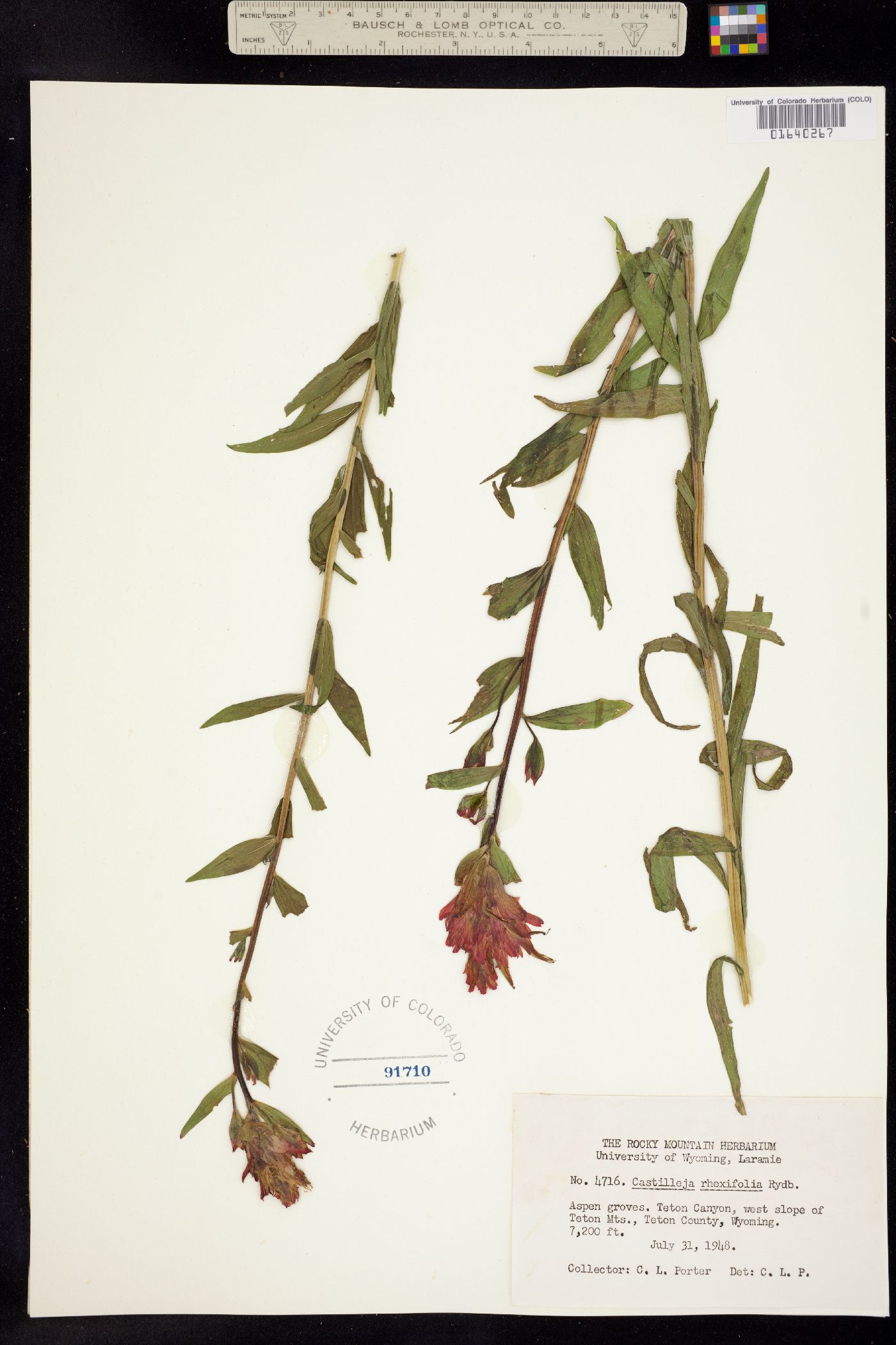 Castilleja rhexiifolia image