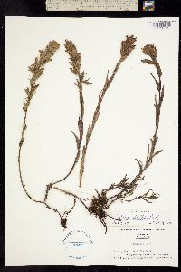 Image of Castilleja rhexiifolia