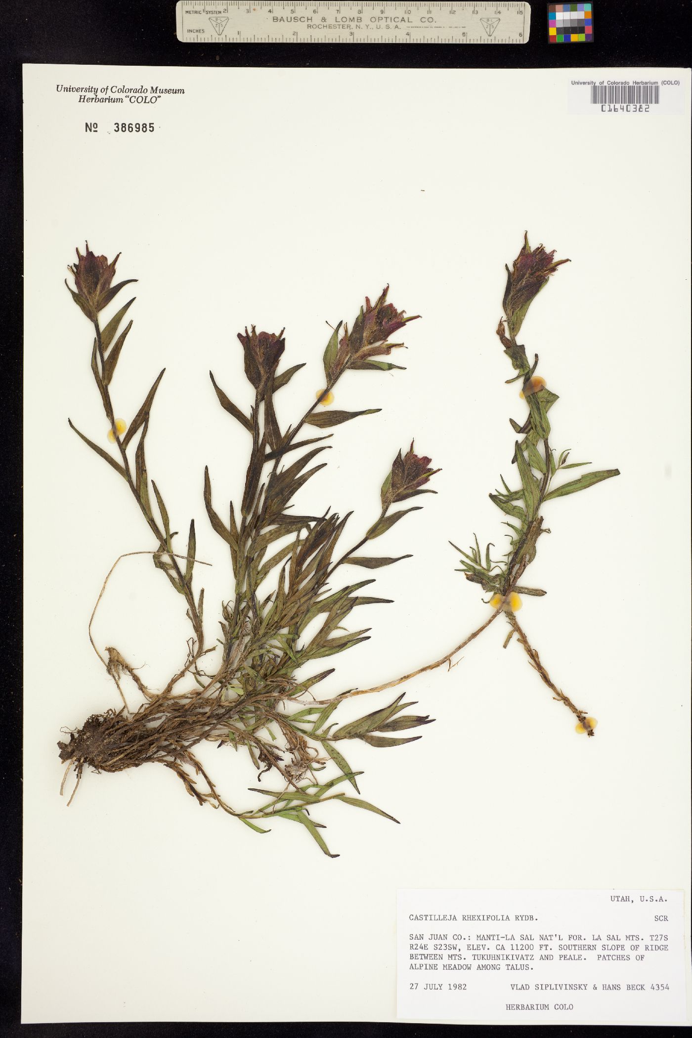 Castilleja rhexiifolia image