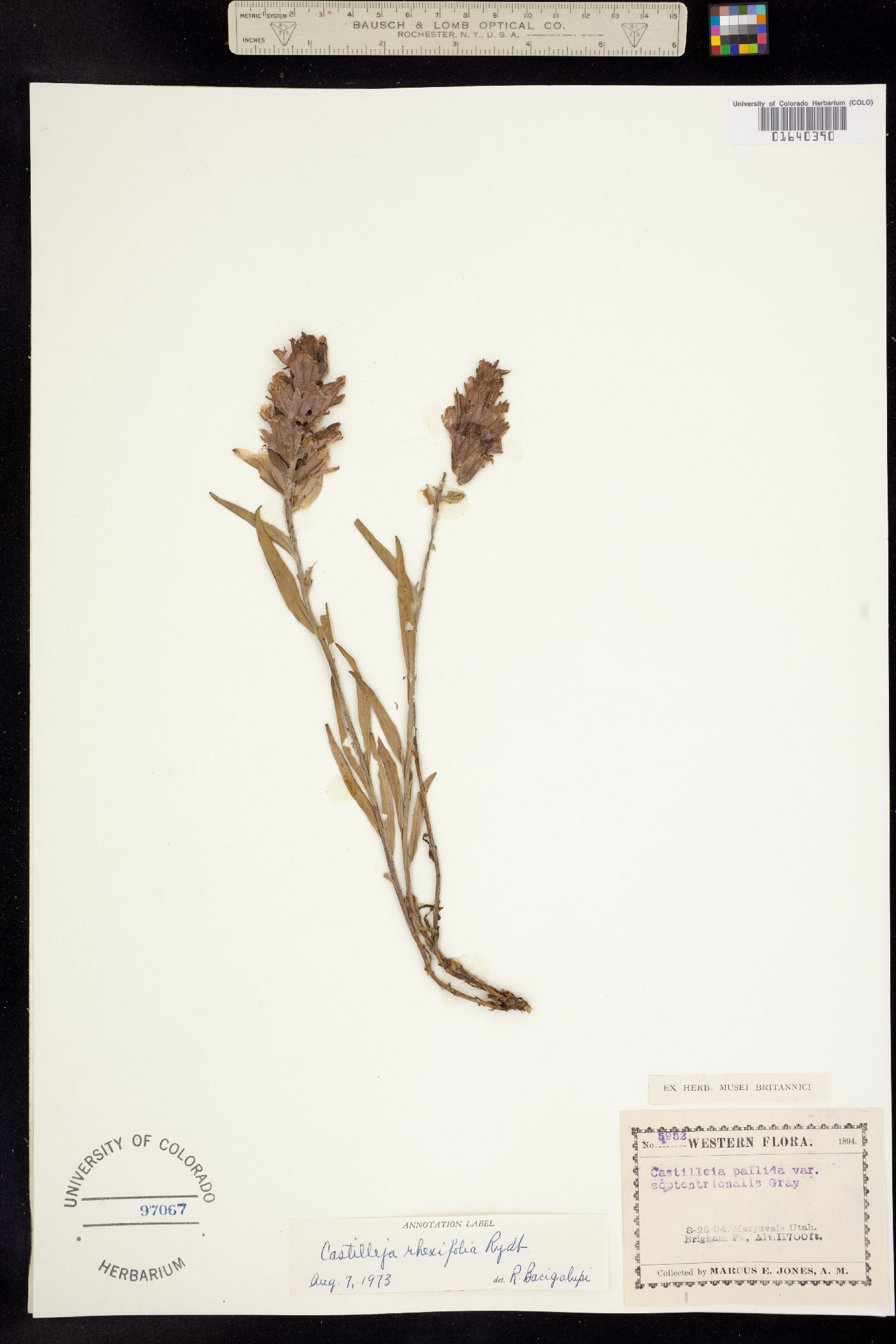Castilleja rhexiifolia image