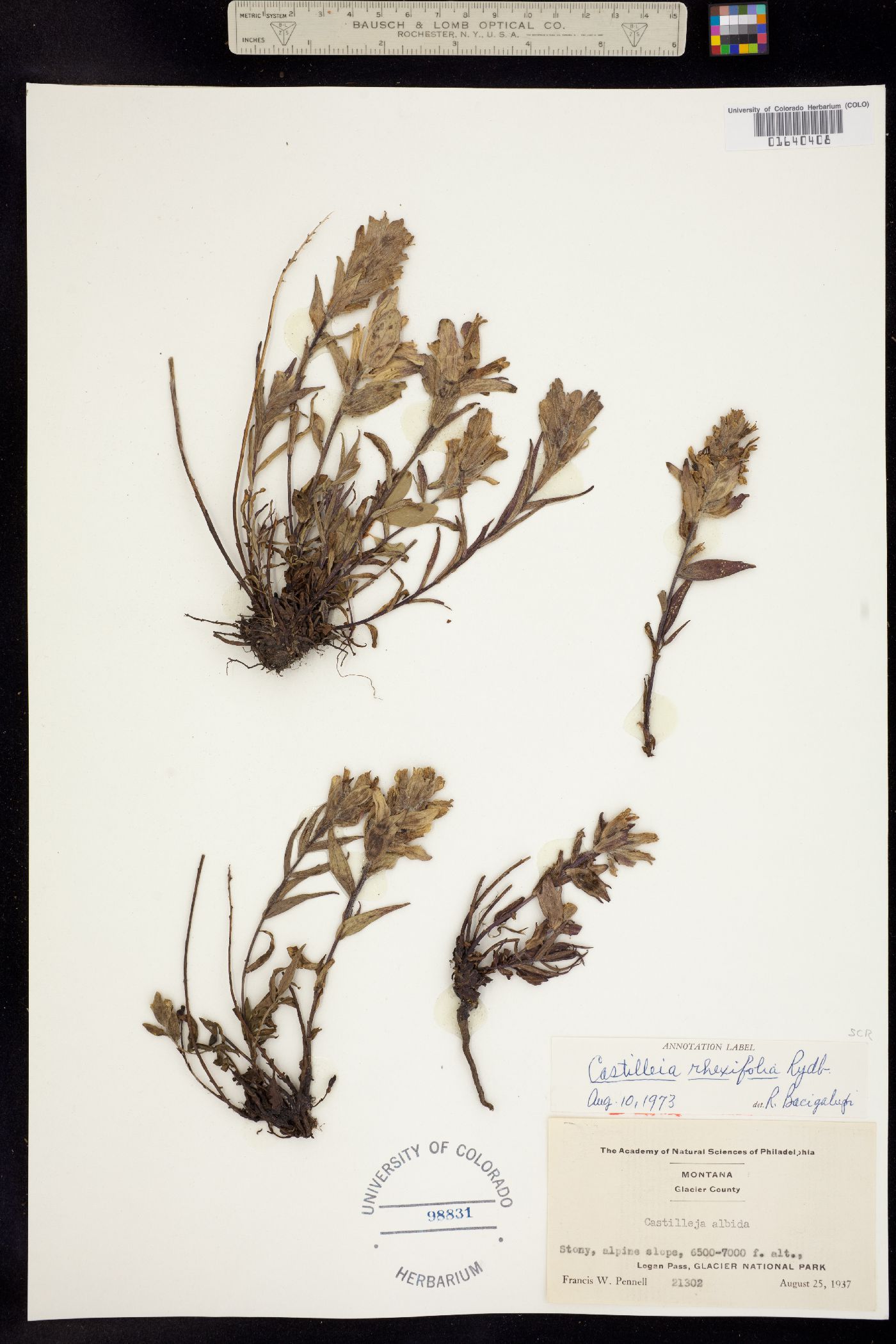 Castilleja rhexiifolia image