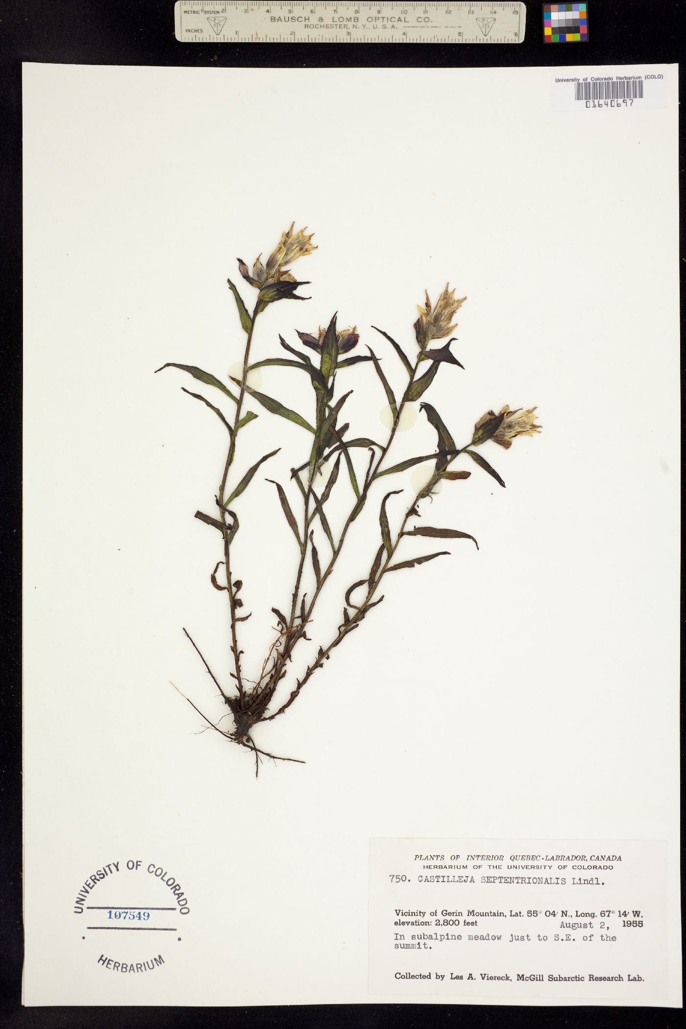 Castilleja septentrionalis image