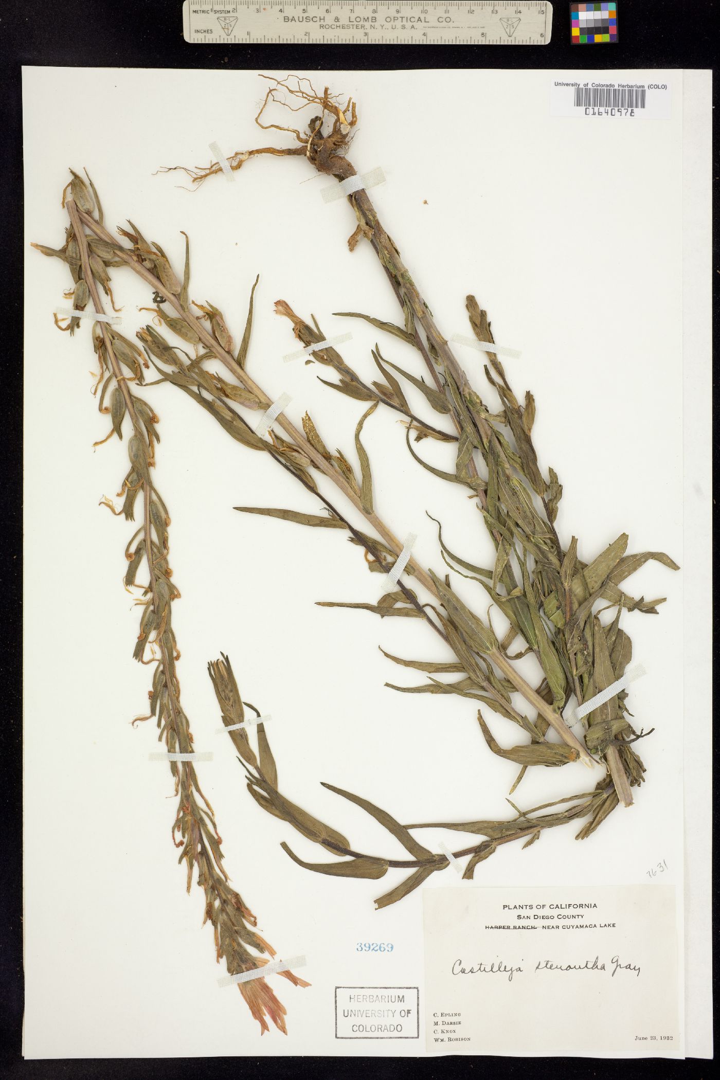 Castilleja stenantha image