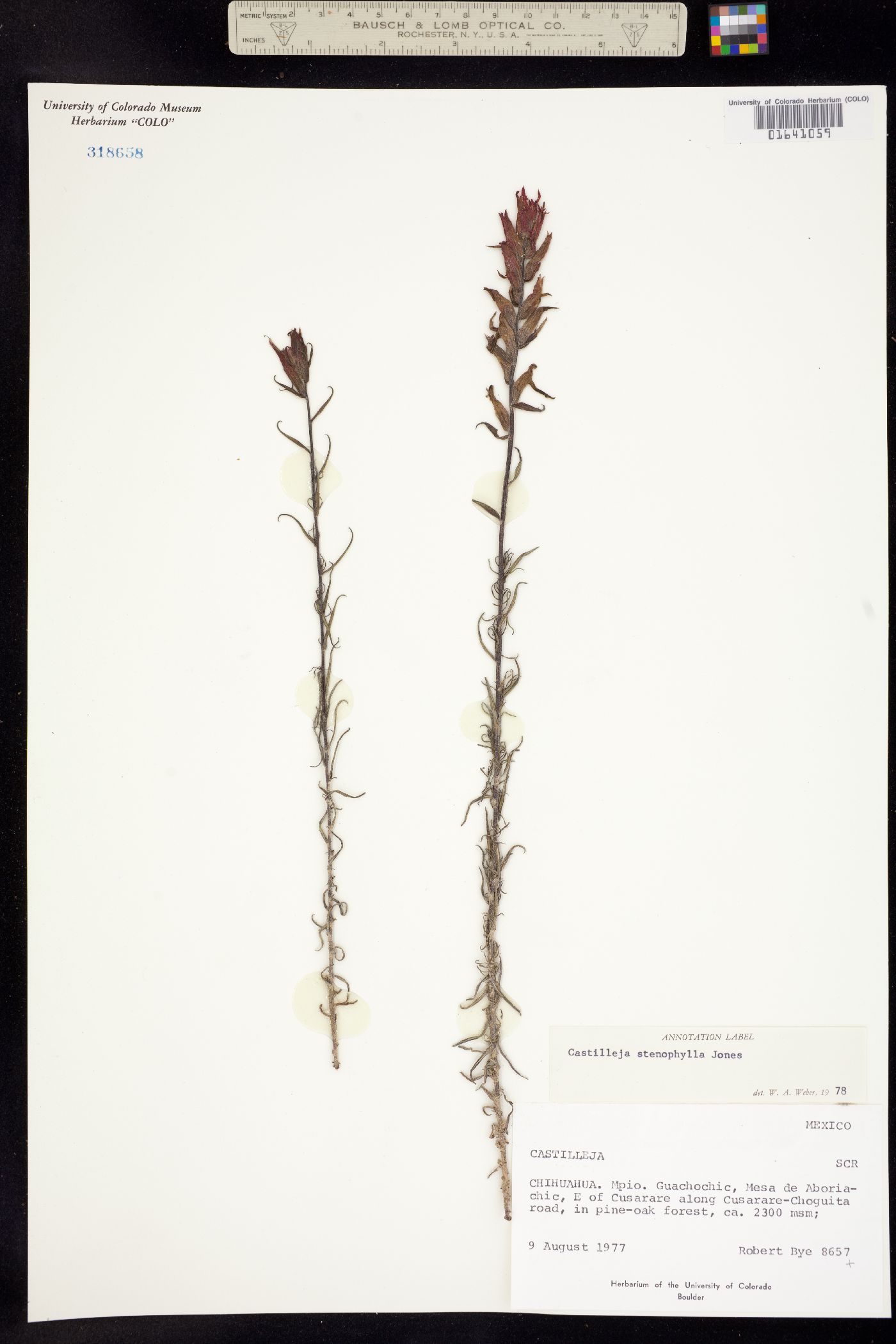 Castilleja stenophylla image