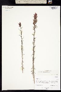Castilleja stenophylla image