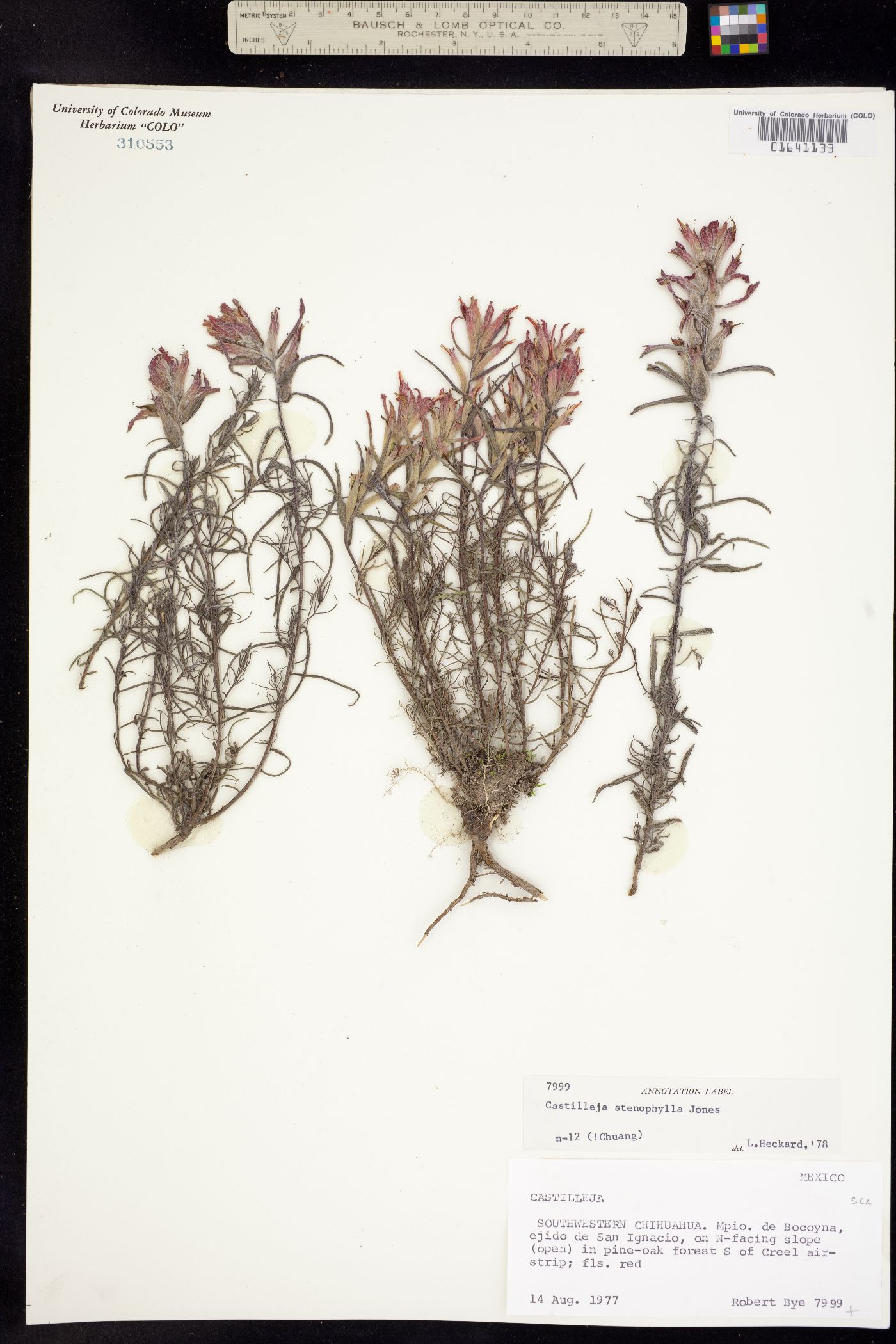 Castilleja stenophylla image