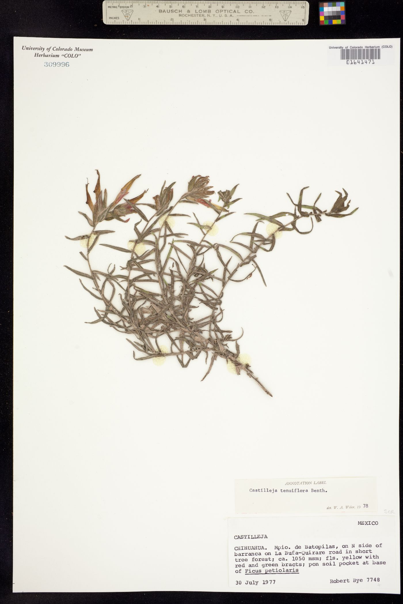 Castilleja tenuiflora image