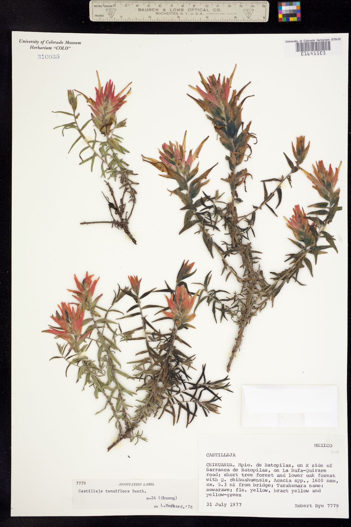 Castilleja tenuiflora image