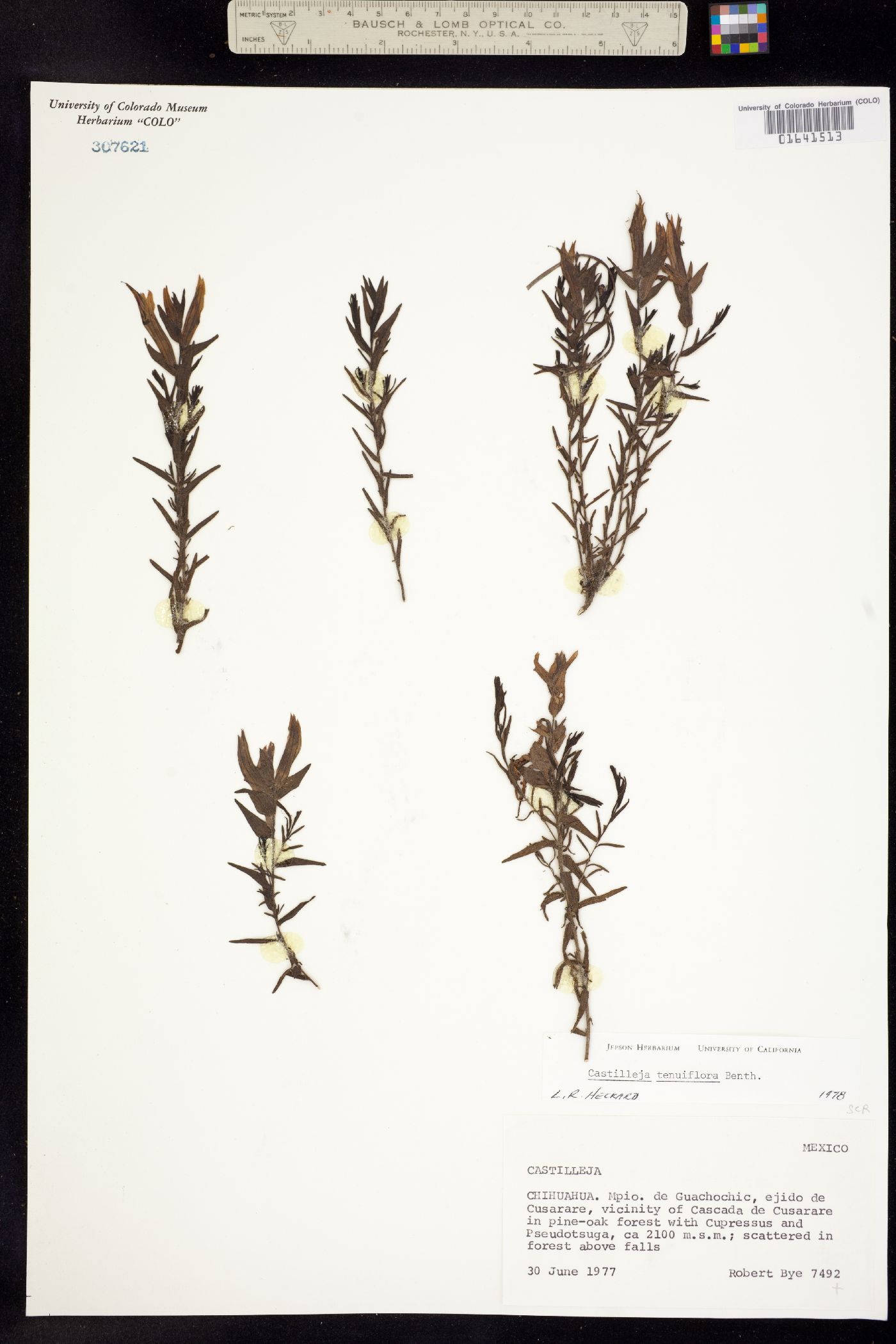Castilleja tenuiflora image