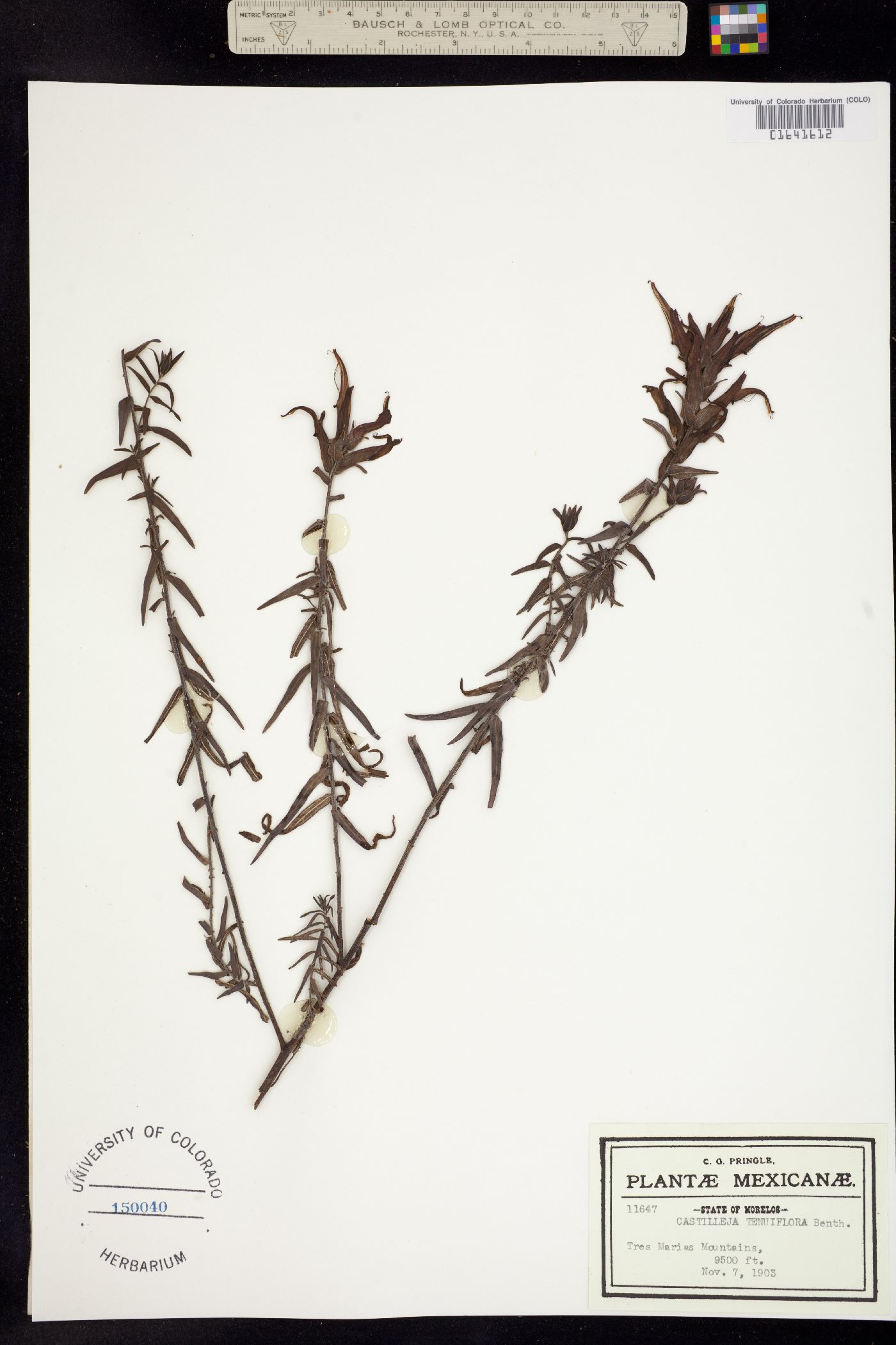 Castilleja tenuiflora image