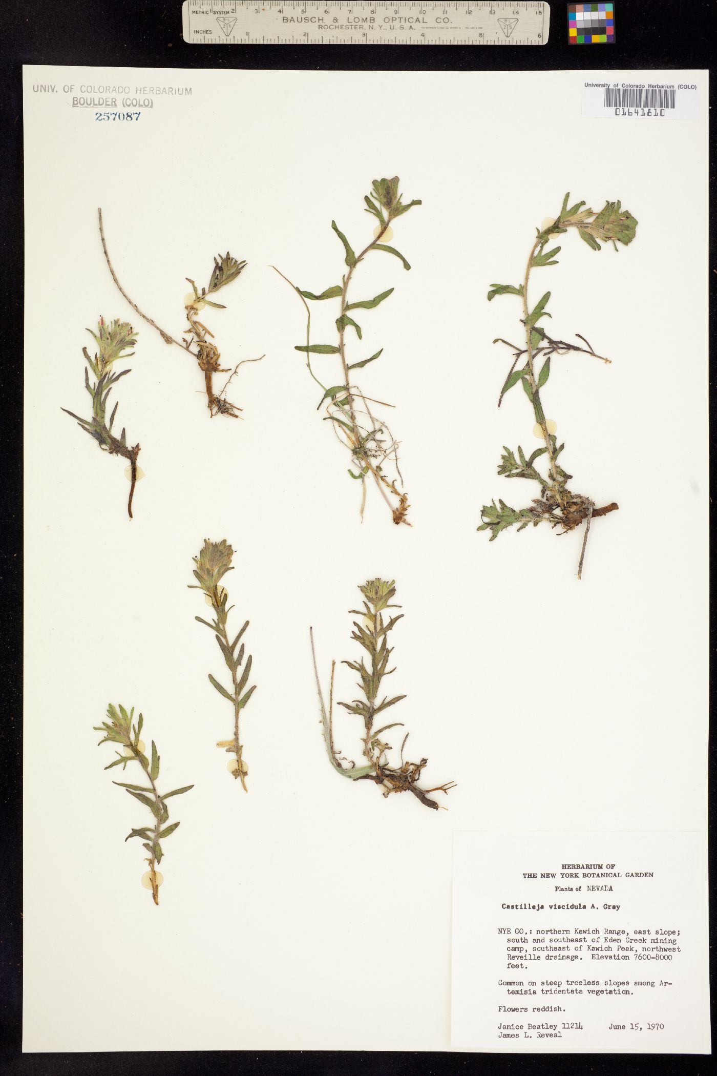 Castilleja viscidula image