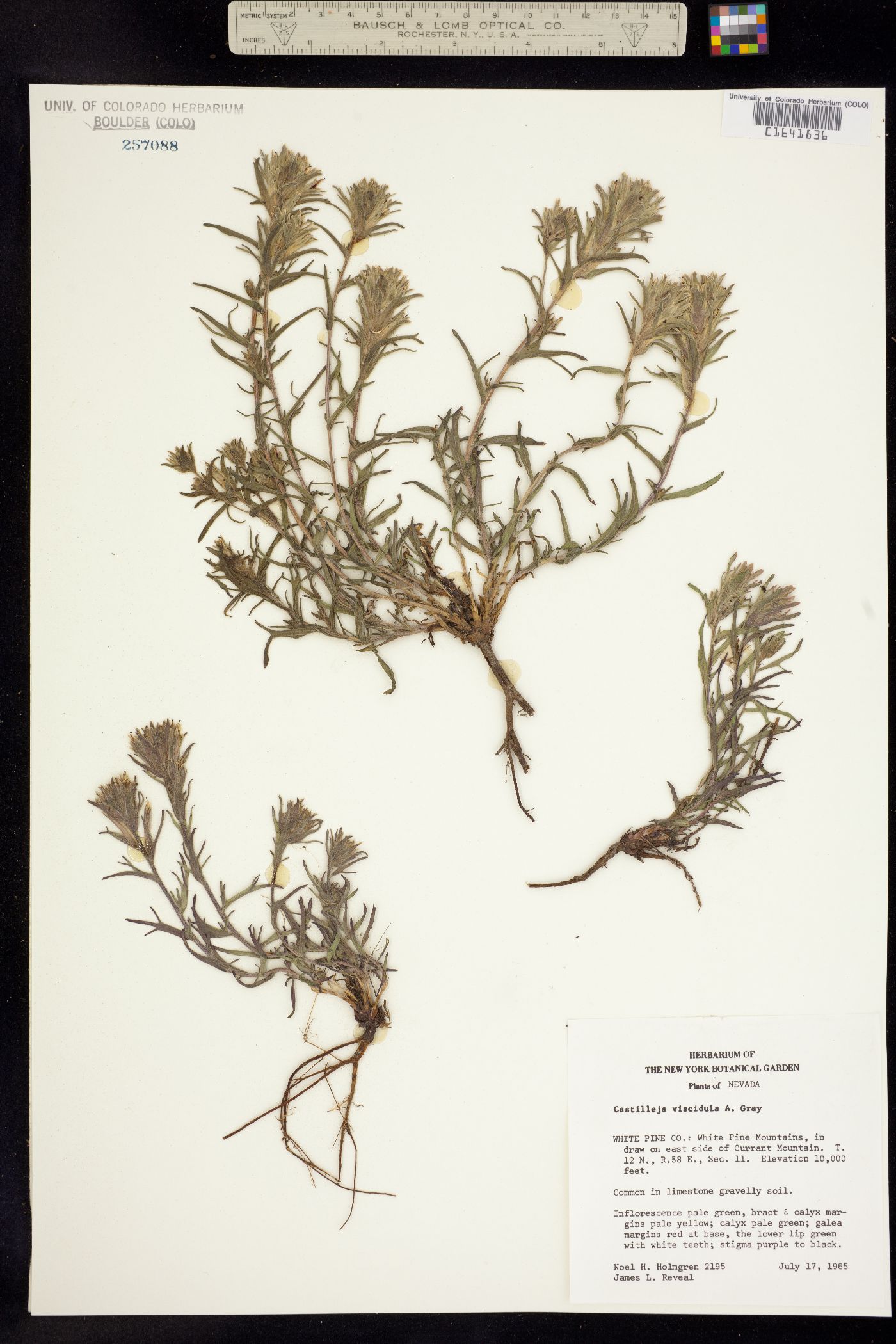 Castilleja viscidula image