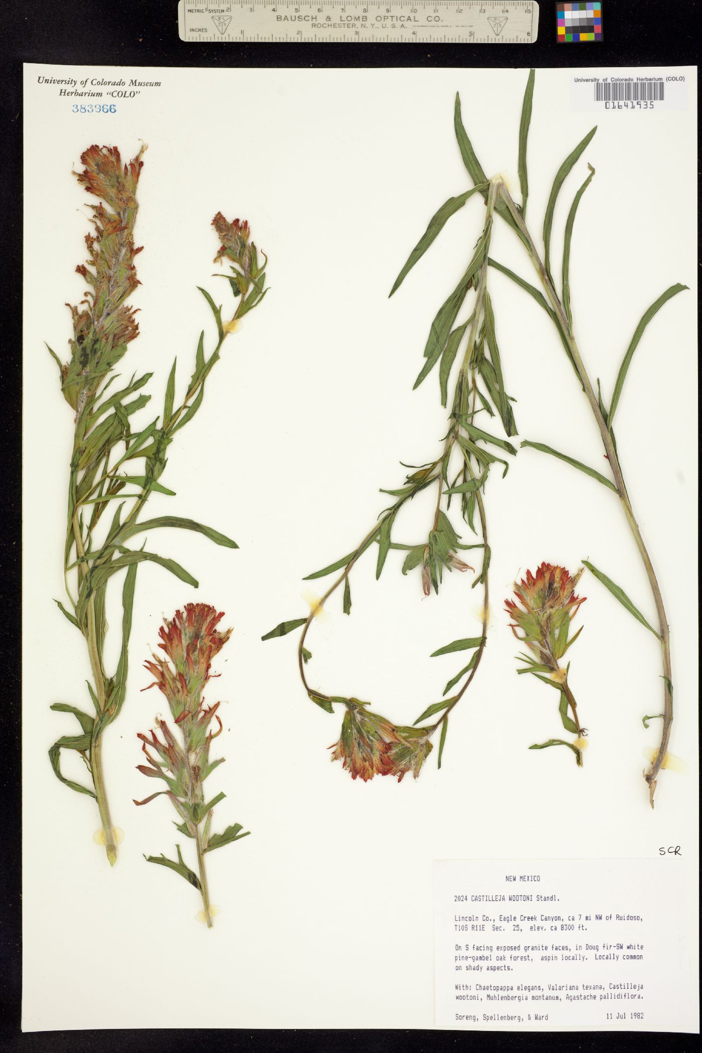 Castilleja wootonii image