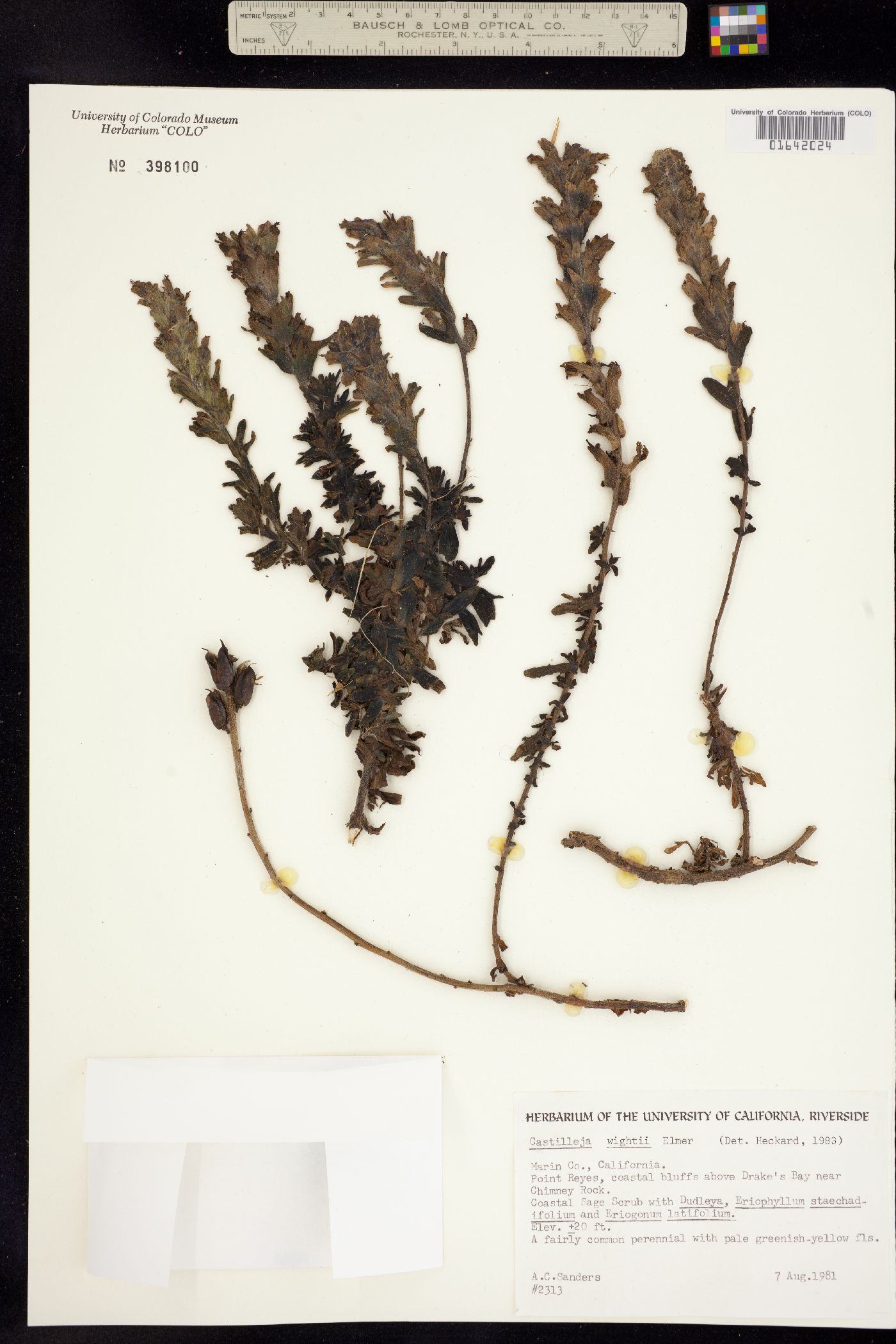 Castilleja affinis ssp. affinis image