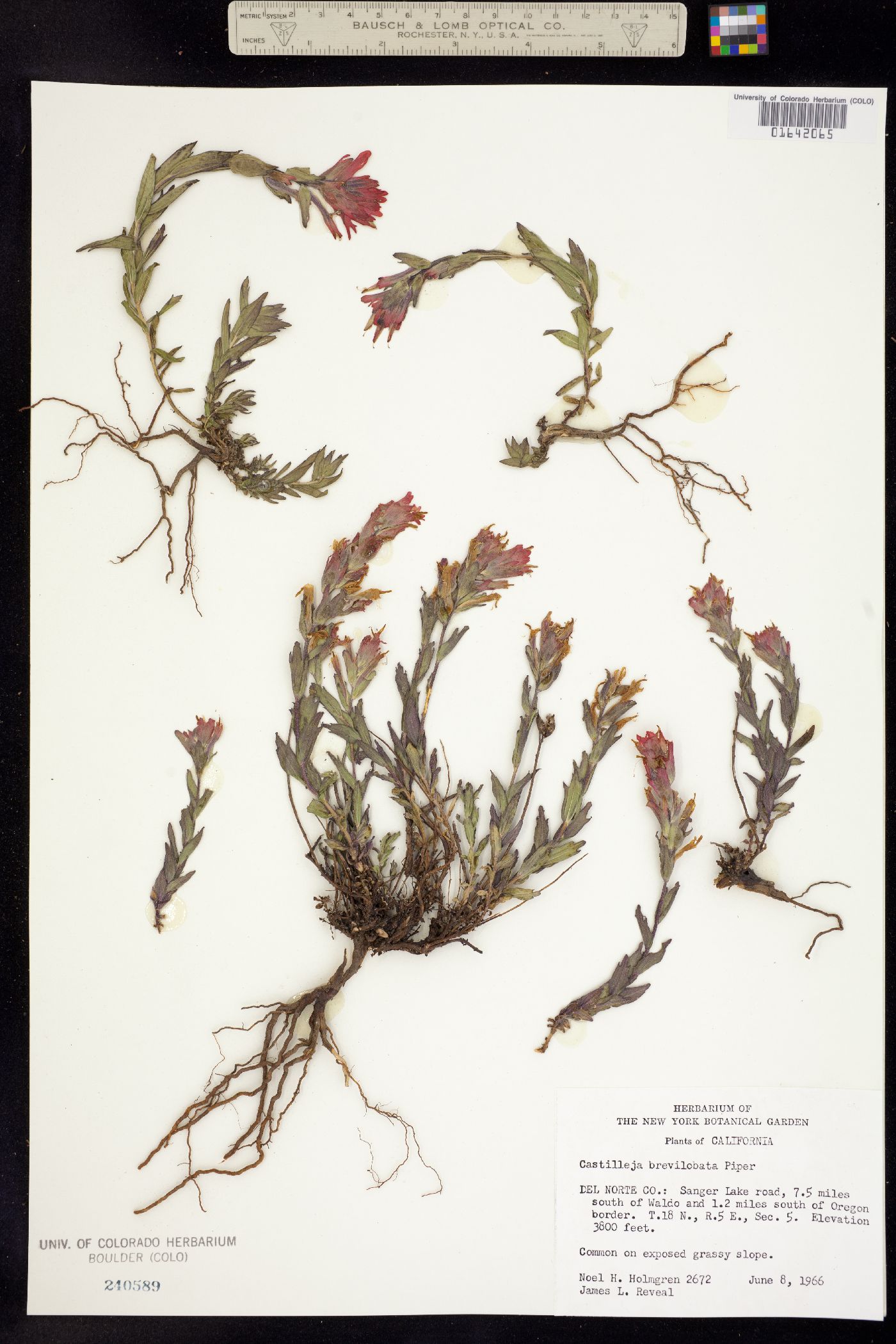 Castilleja hispida ssp. brevilobata image