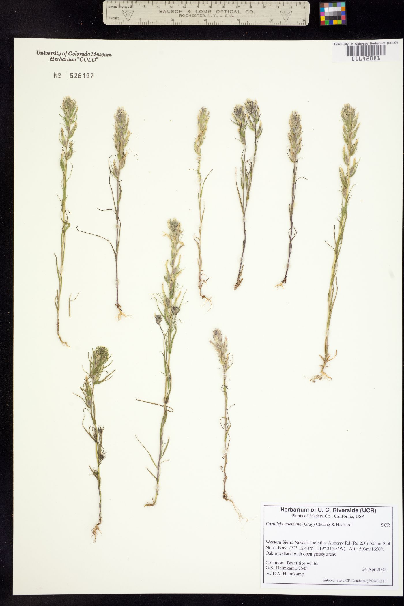 Castilleja attenuata image