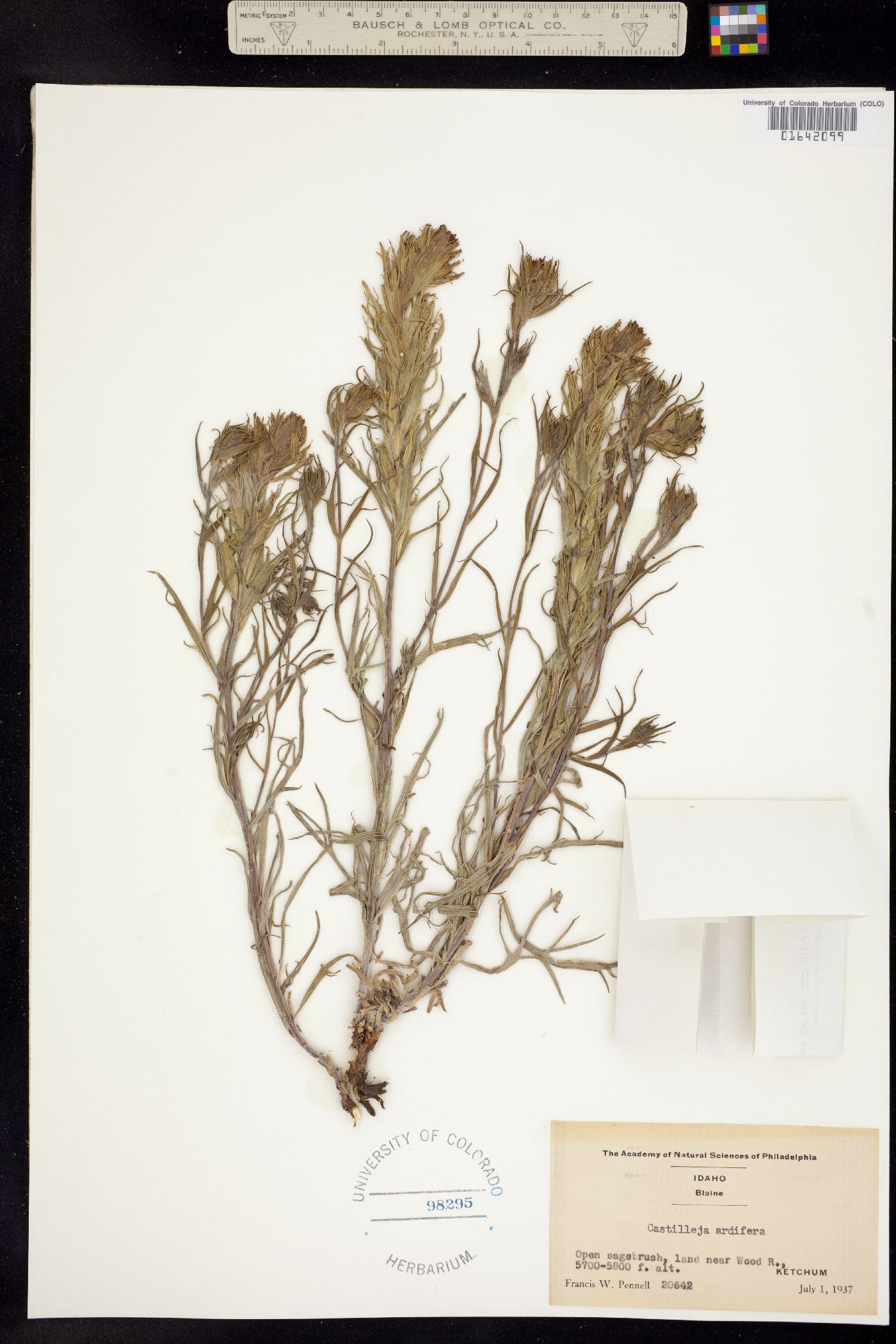 Castilleja ardifera image