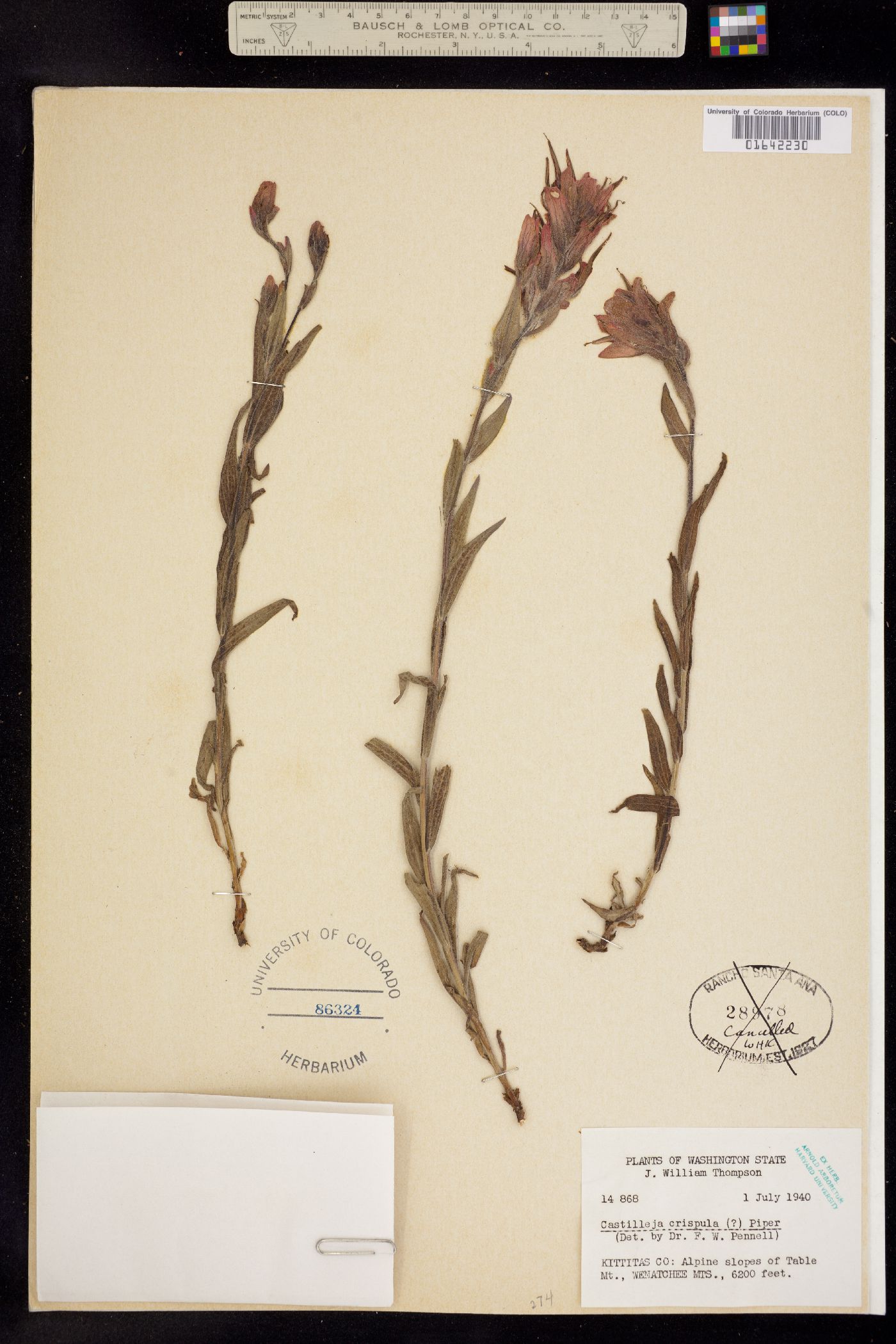 Castilleja crispula image