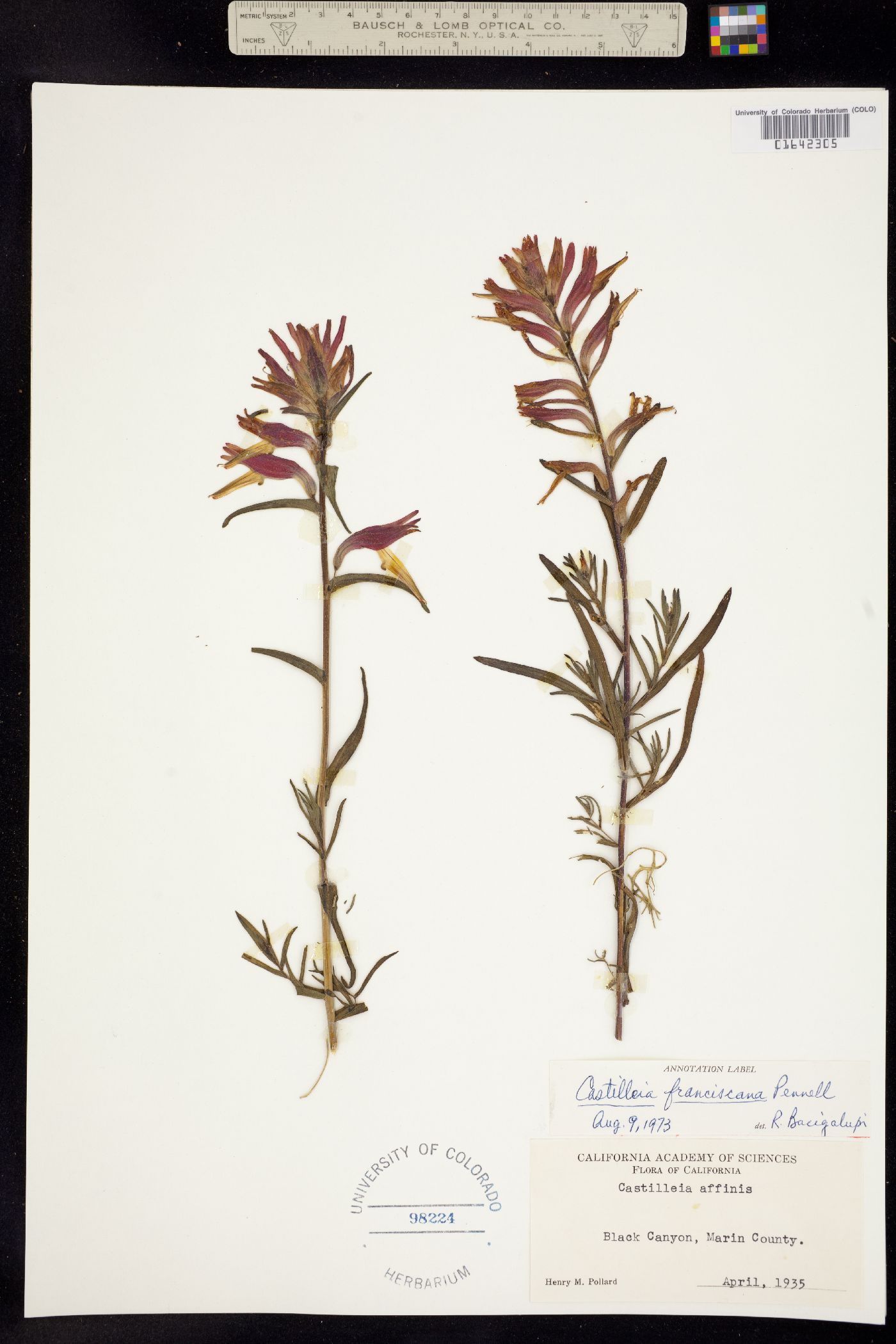 Castilleja subinclusa ssp. franciscana image