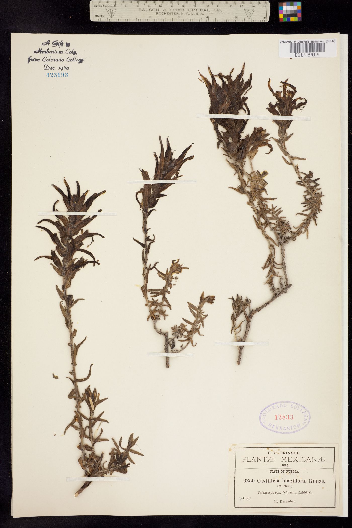 Castilleja longiflora image