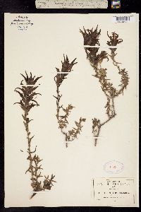 Image of Castilleja longiflora
