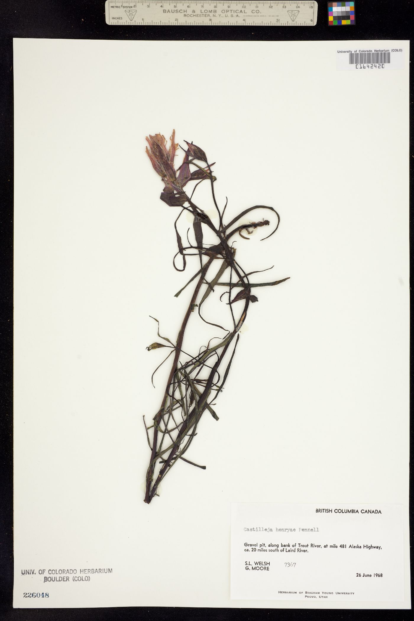 Castilleja parviflora var. parviflora image