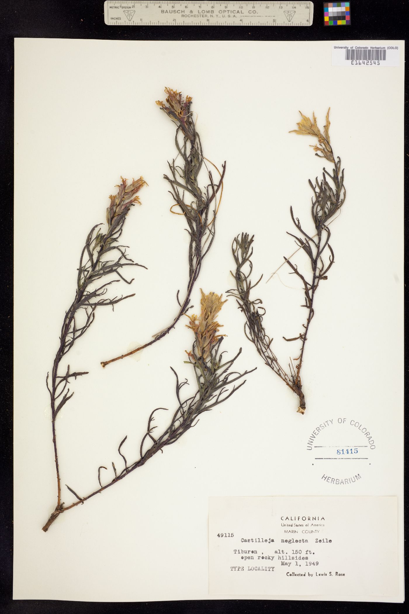 Castilleja affinis ssp. neglecta image