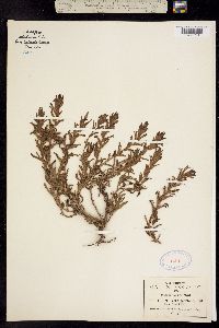 Castilleja scorzonerifolia image