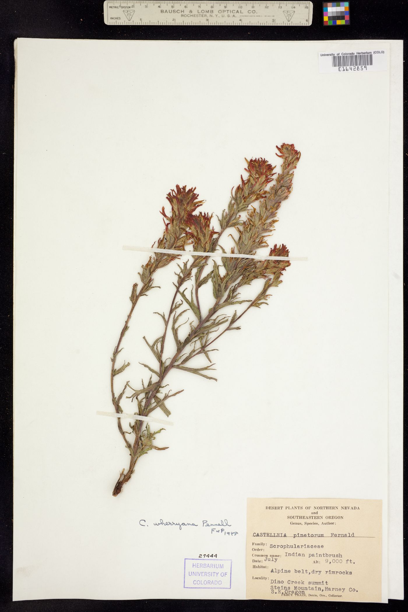 Castilleja applegatei ssp. pinetorum image