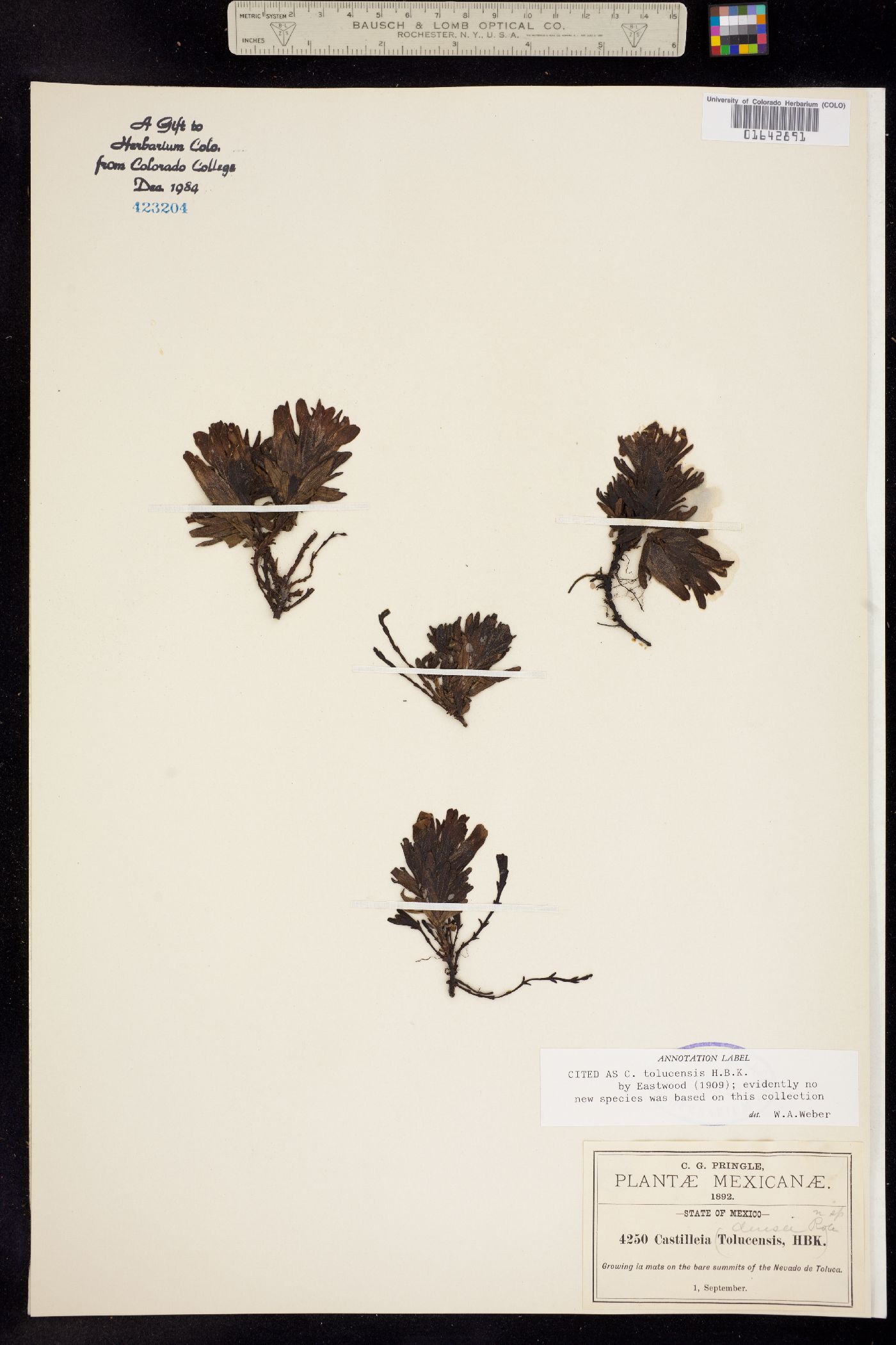 Castilleja tolucensis image