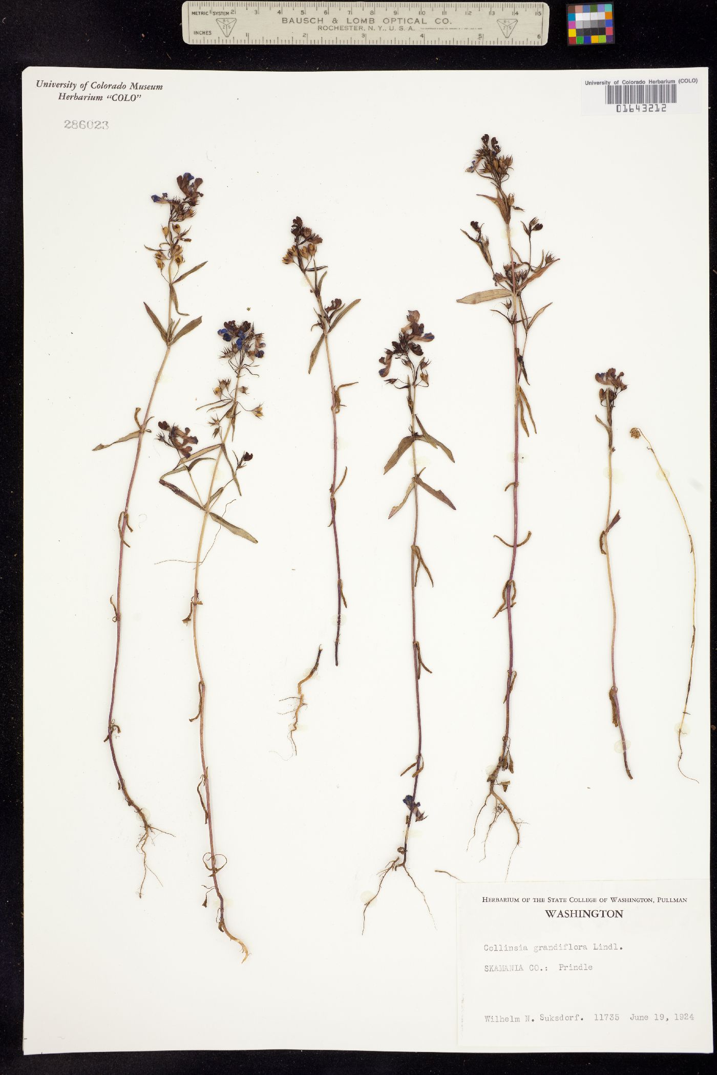 Collinsia grandiflora image