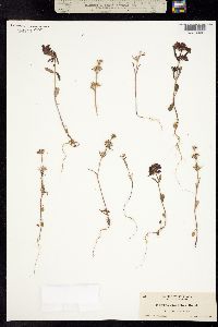 Image of Collinsia grandiflora