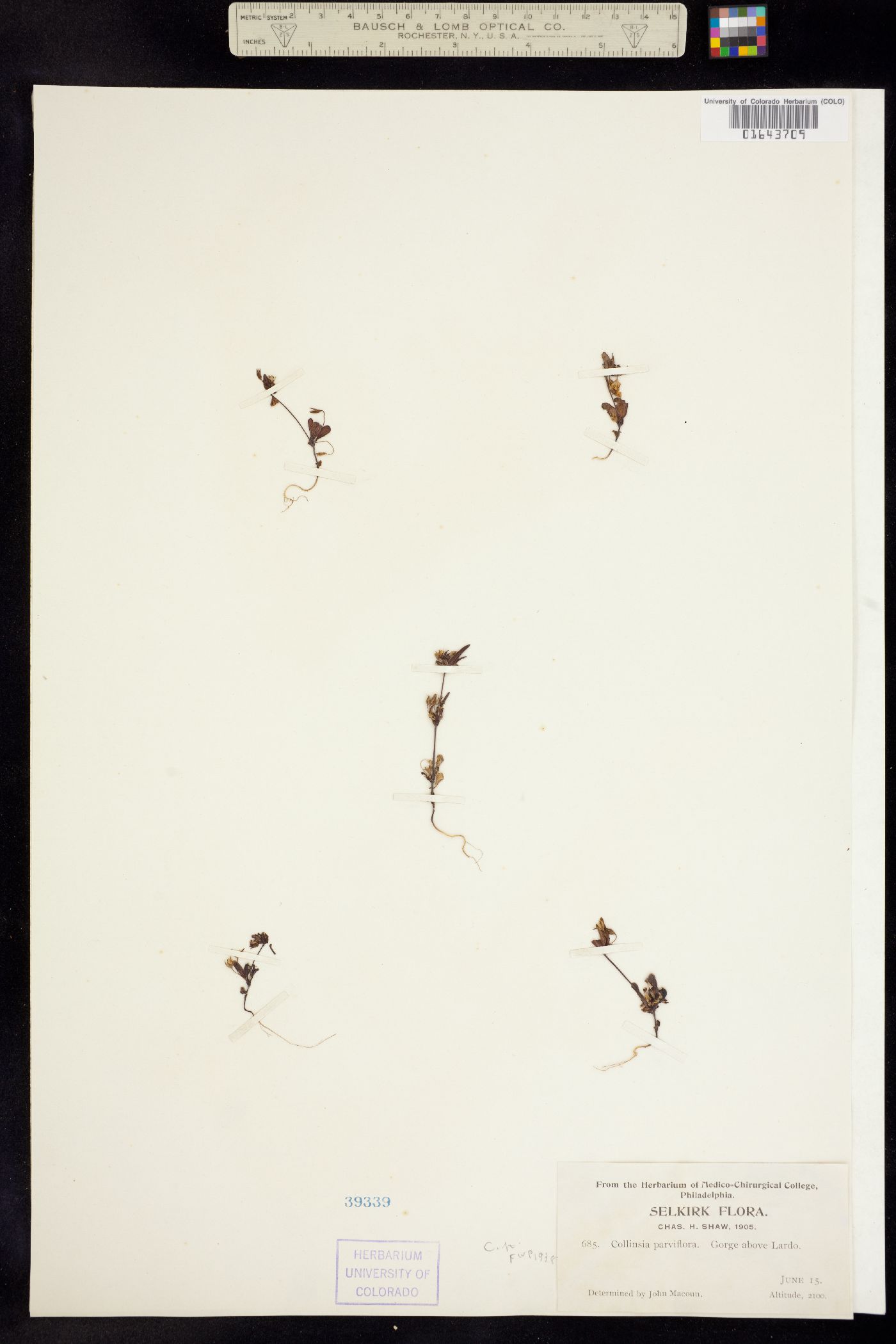 Collinsia parviflora image