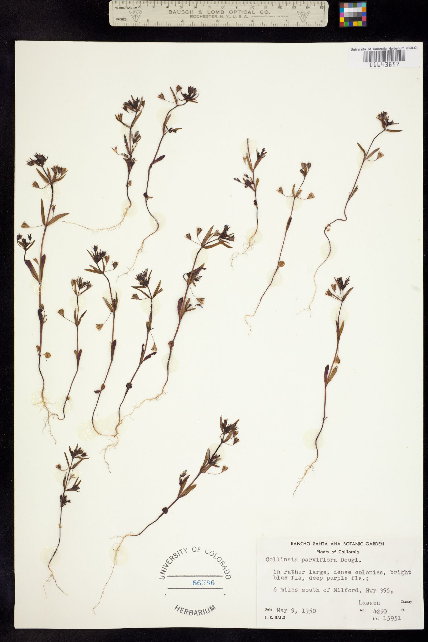 Collinsia parviflora image
