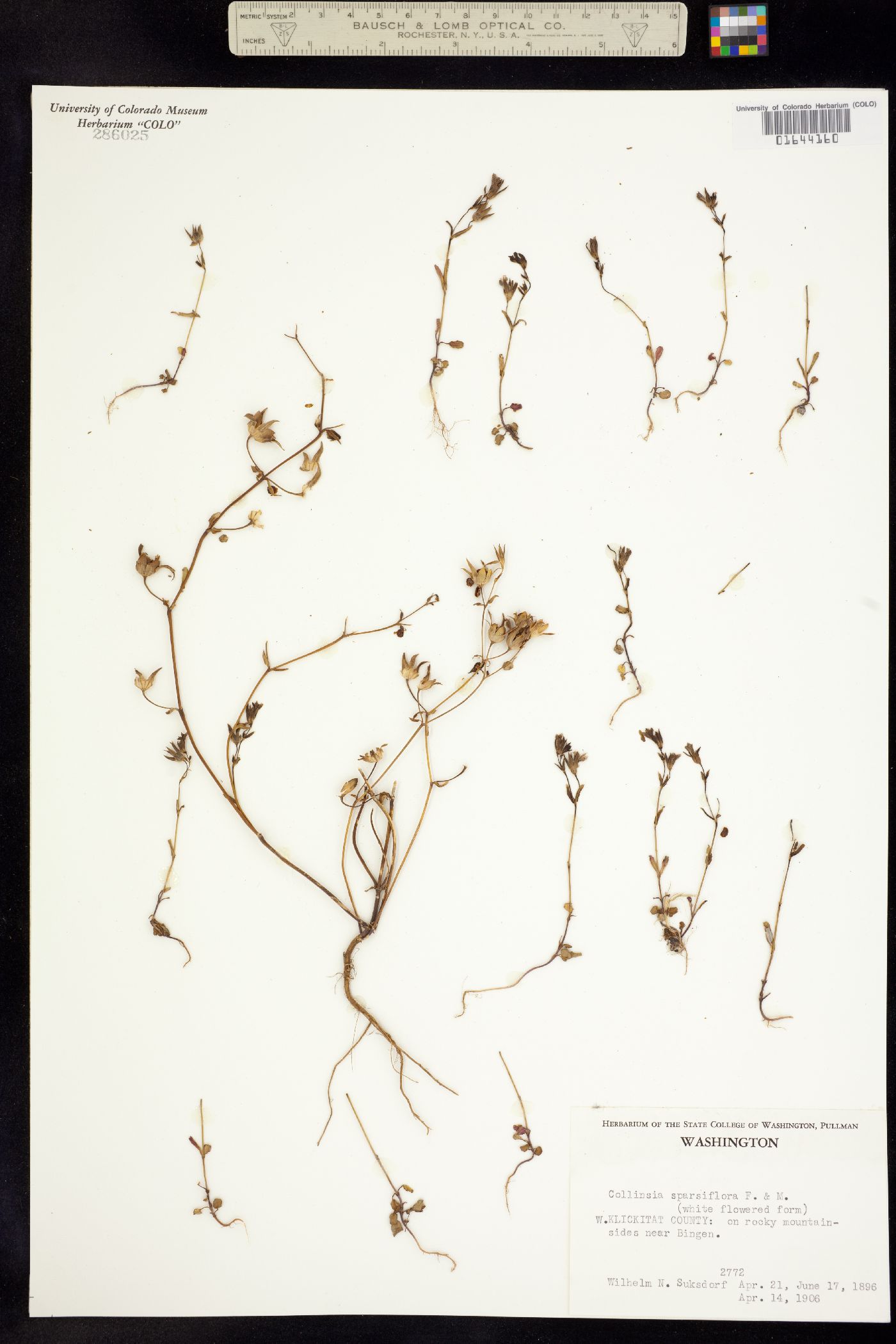 Collinsia sparsiflora image