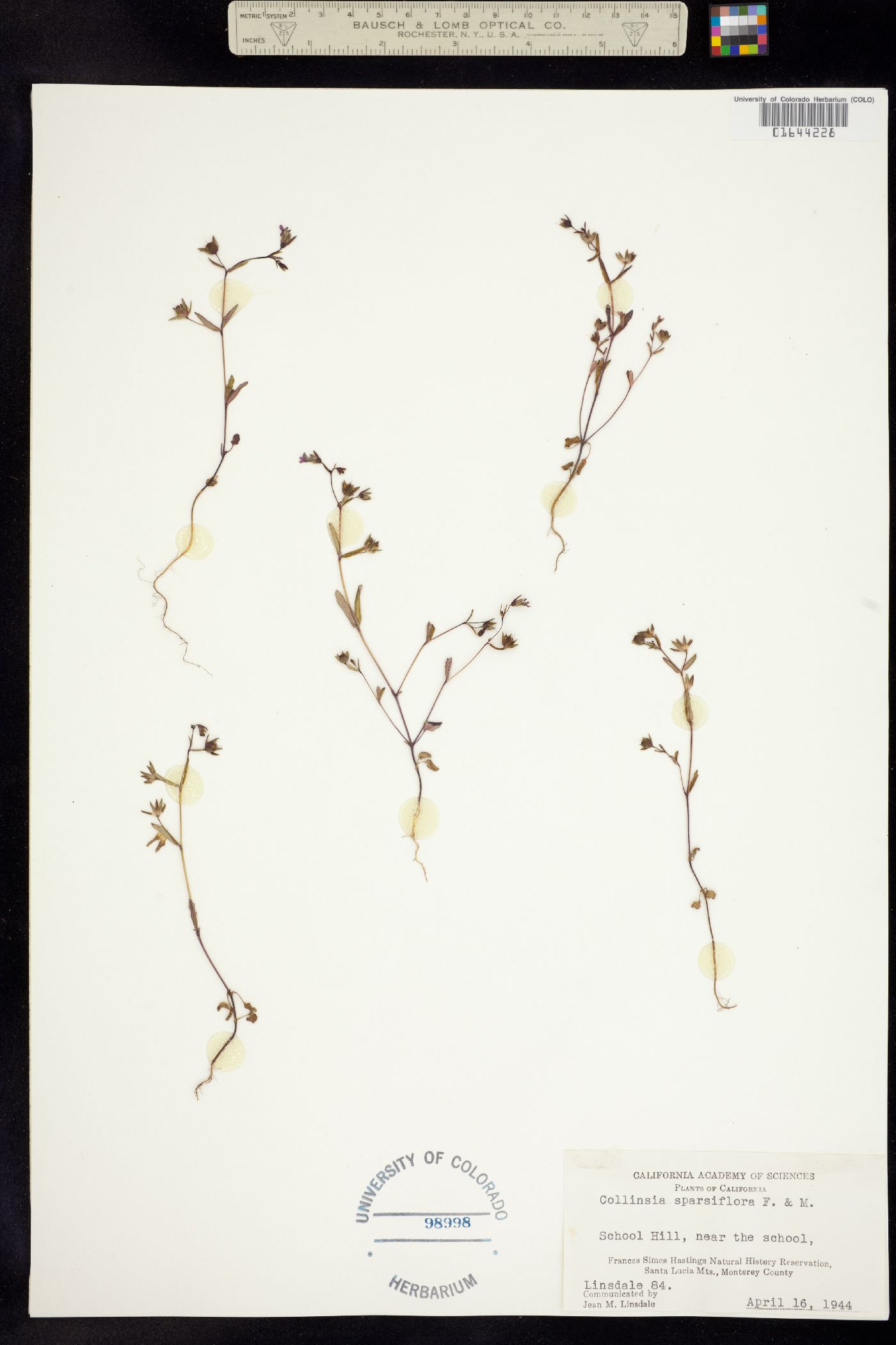 Collinsia sparsiflora image