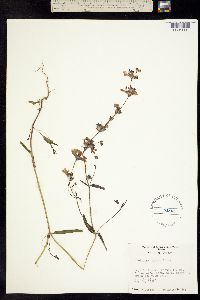 Image of Collinsia concolor