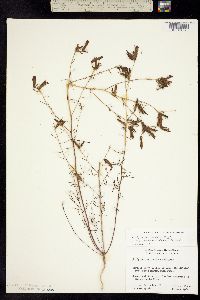 Cordylanthus involutus image