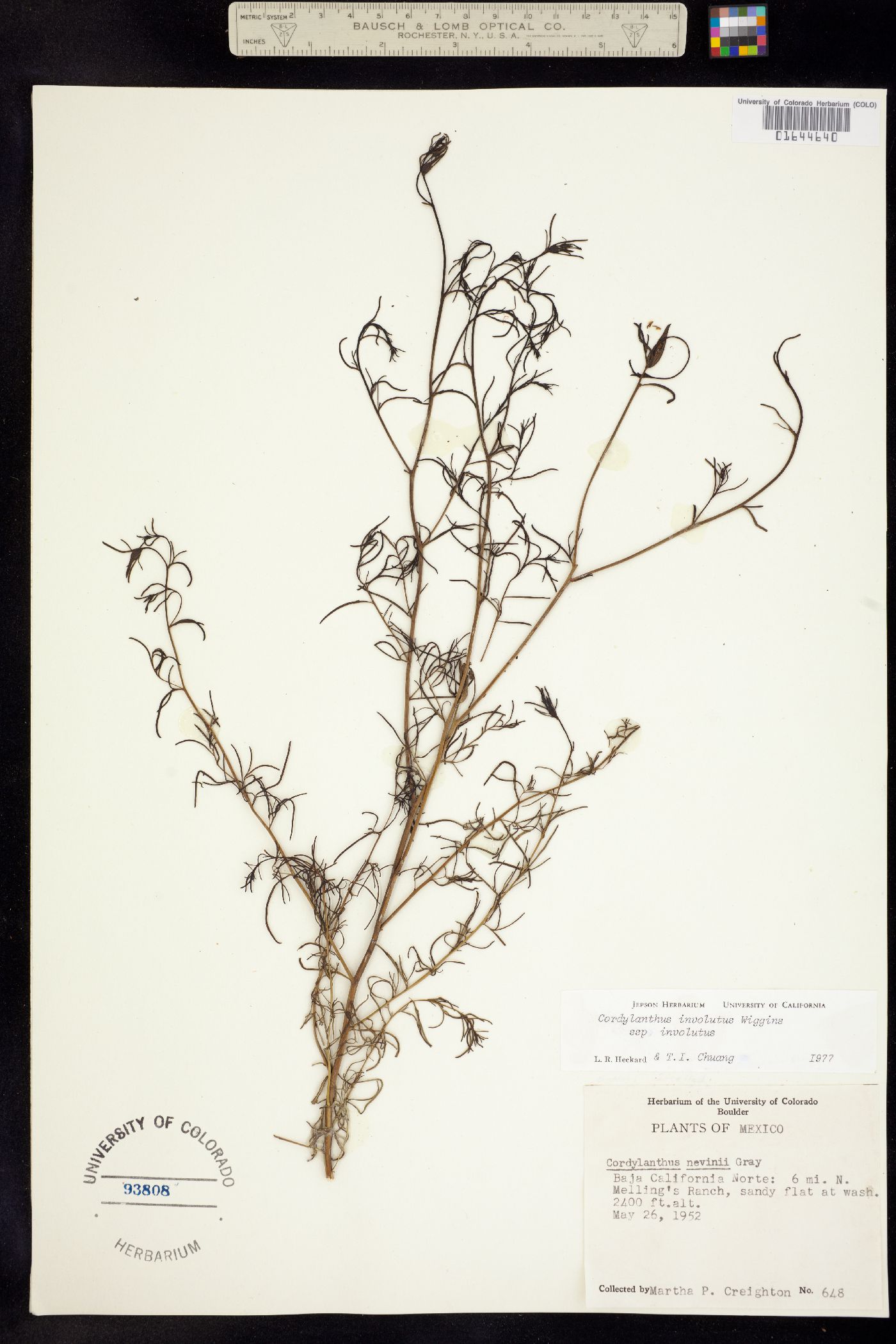 Cordylanthus involutus image