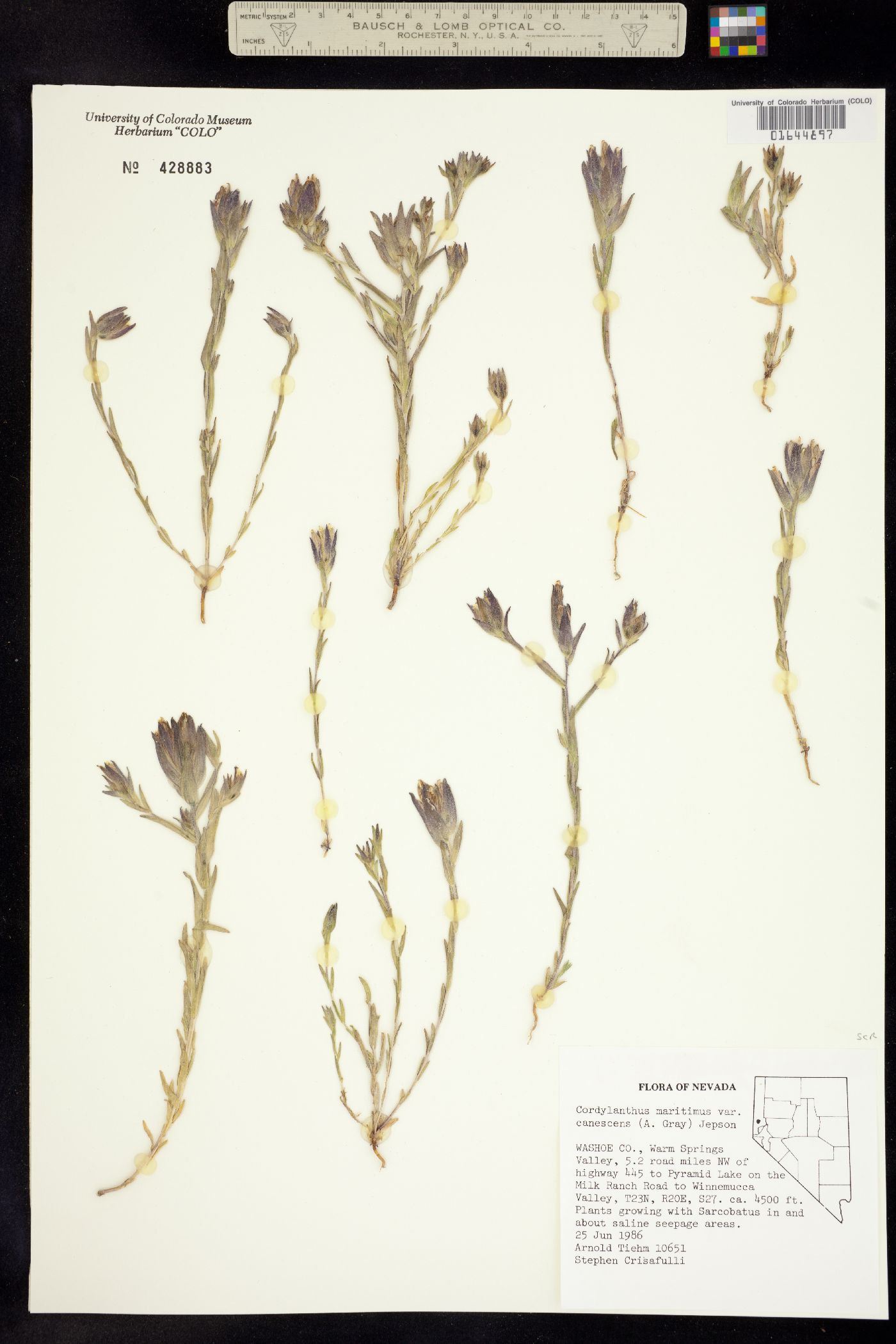 Chloropyron maritimum ssp. maritimus image