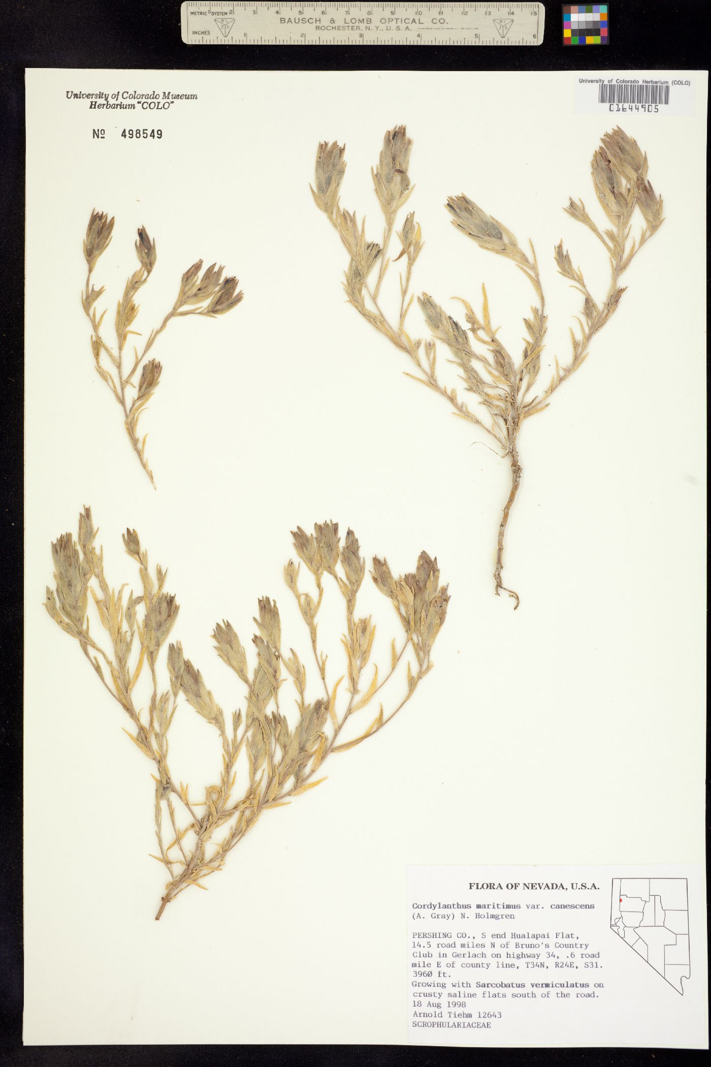 Chloropyron maritimum image