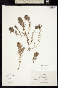 Chloropyron maritimum ssp. maritimus image